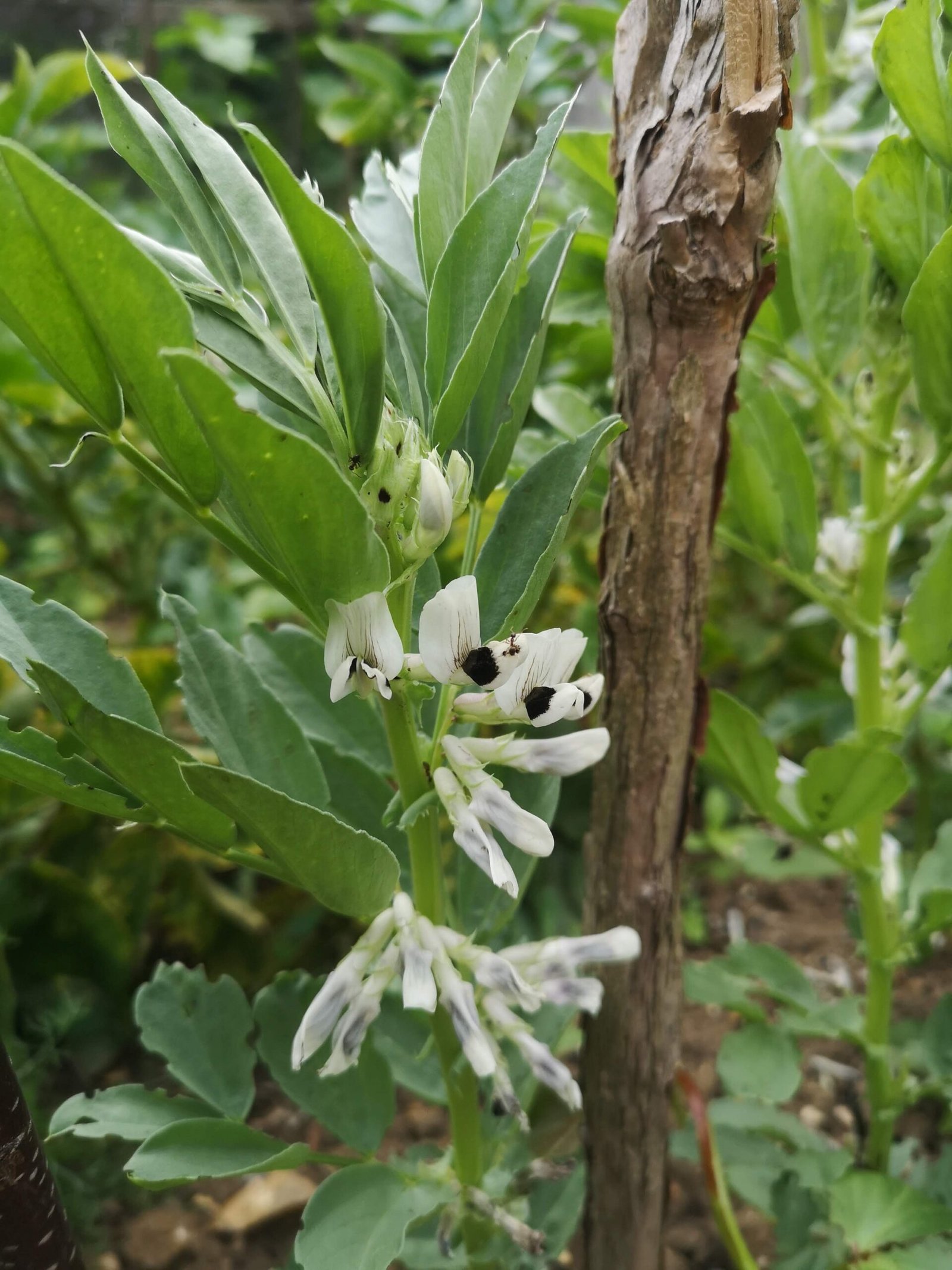 A flowering broad bean plant