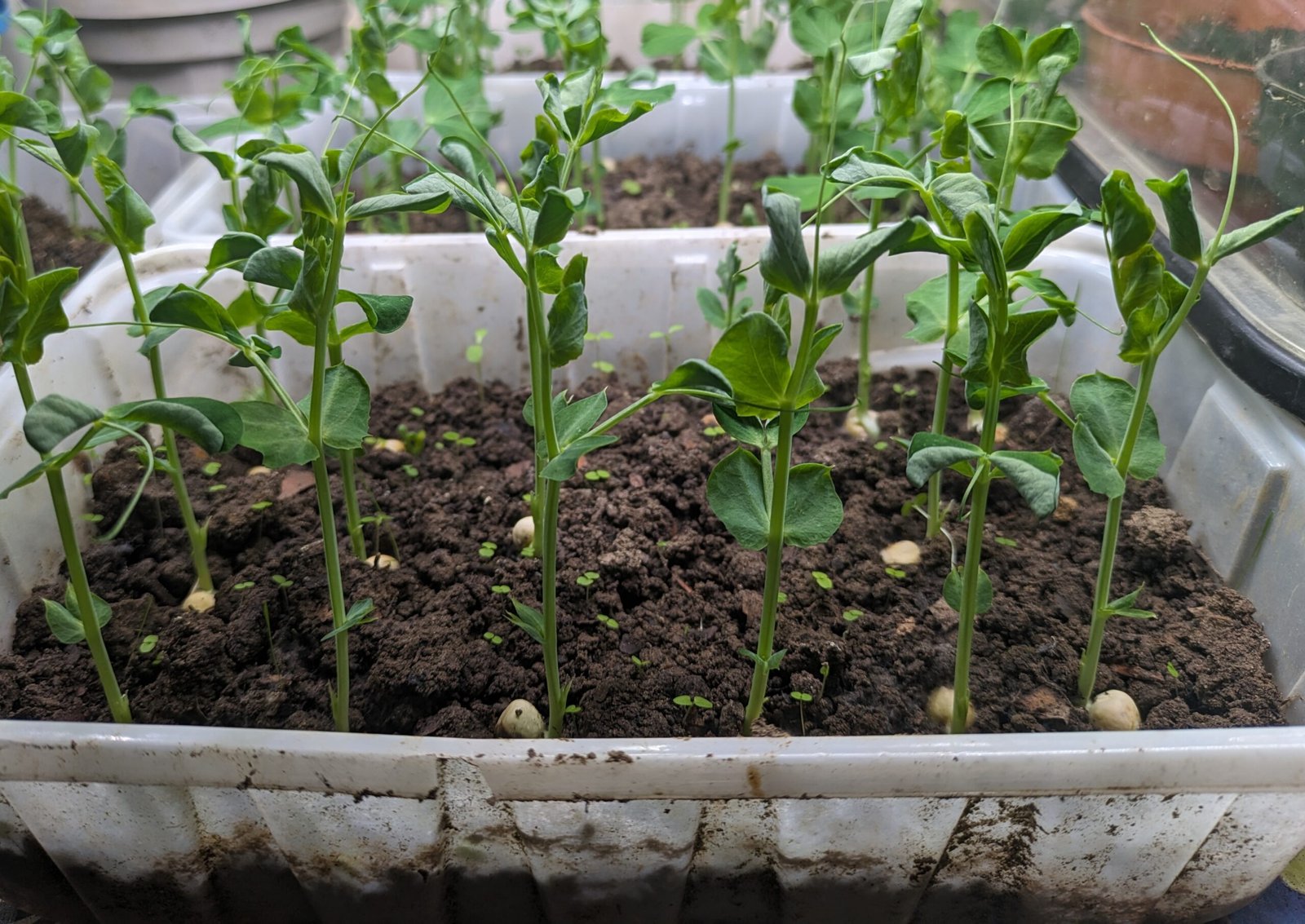 Pea seedlings growing inside in an old mushroom tray