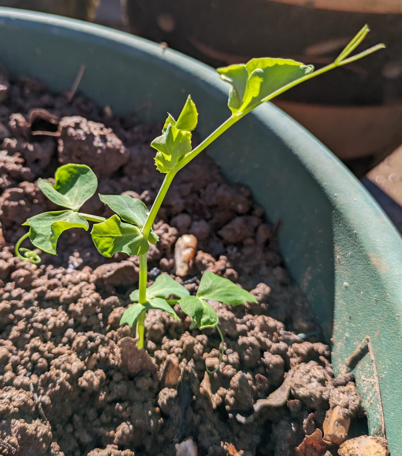 A pea plant after being transplanted outside