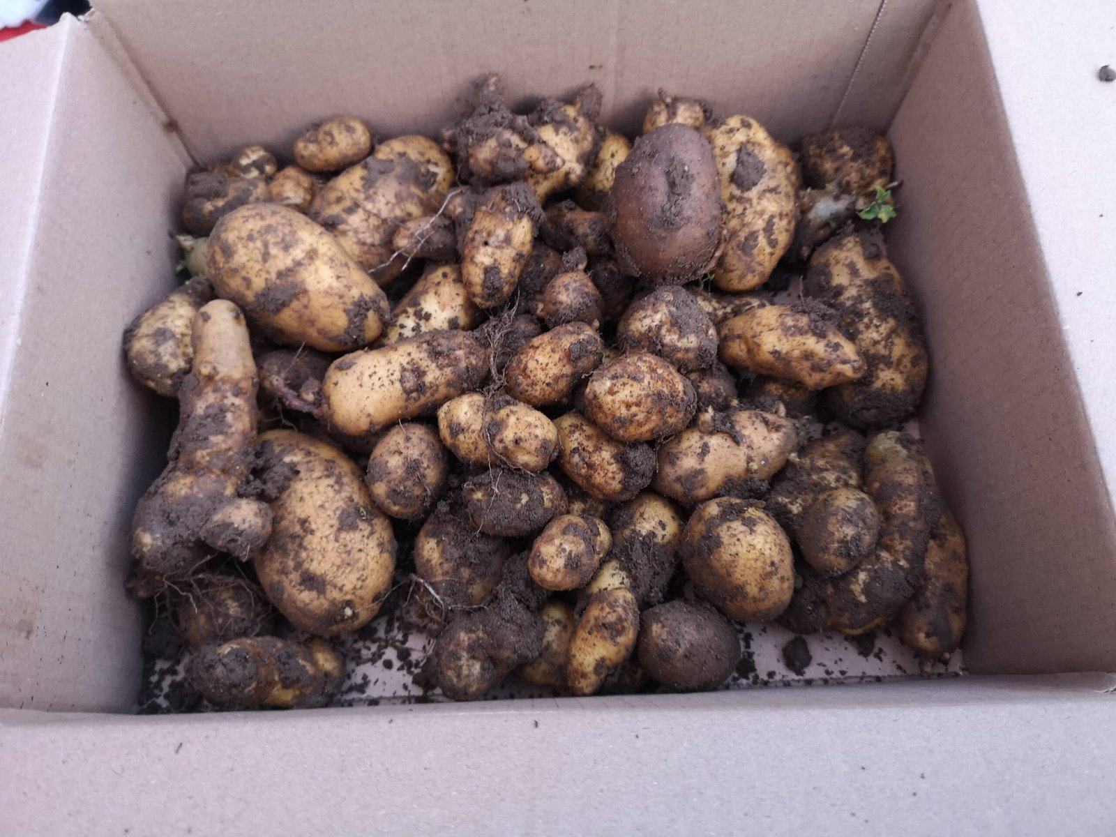 Harvested potatoes