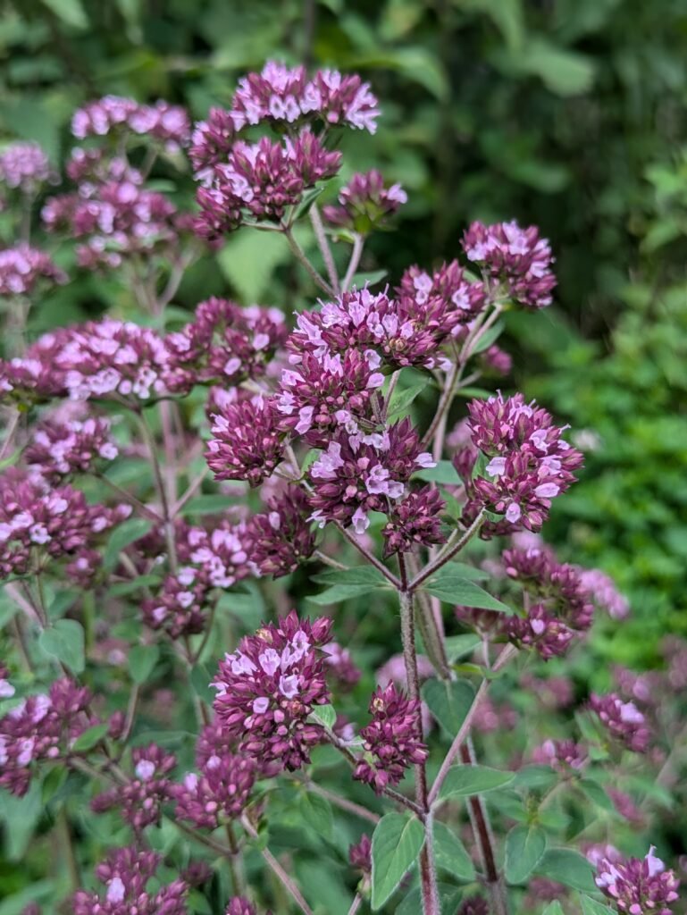 Beginner Plants: Perennial Herbs