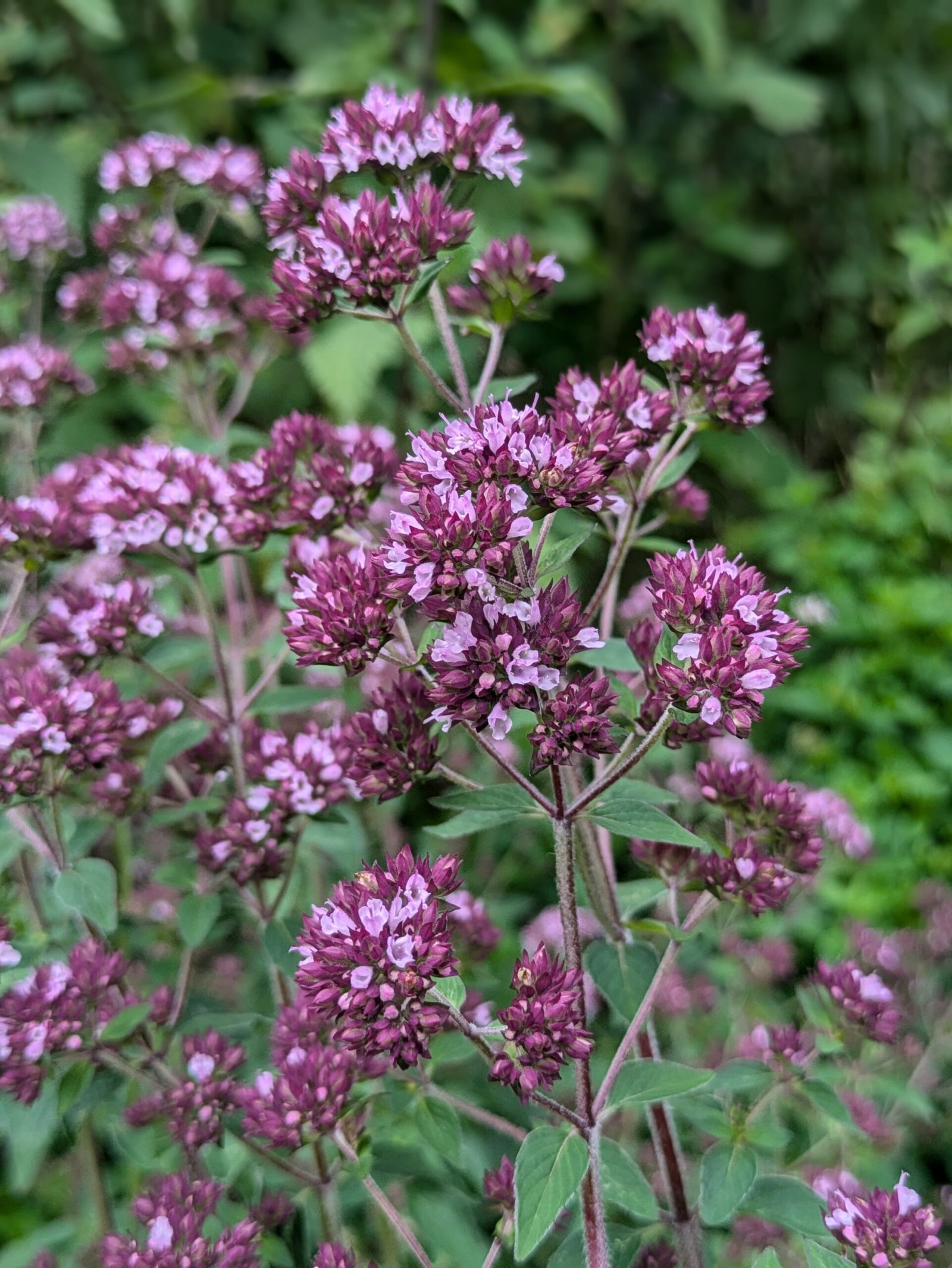 PXL_20240713_185742471.PORTRAIT A flowering oregano plant