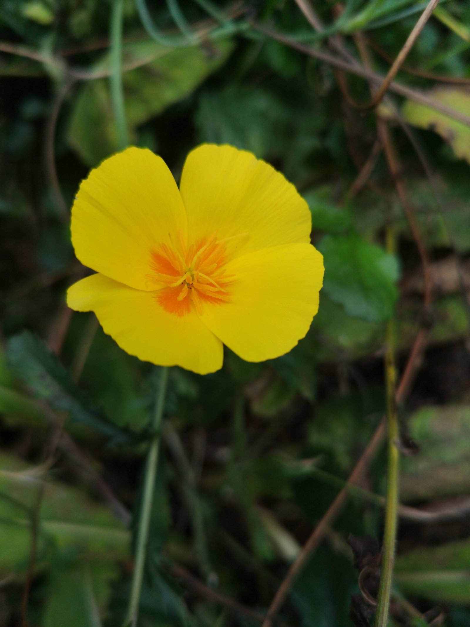 A California poppy