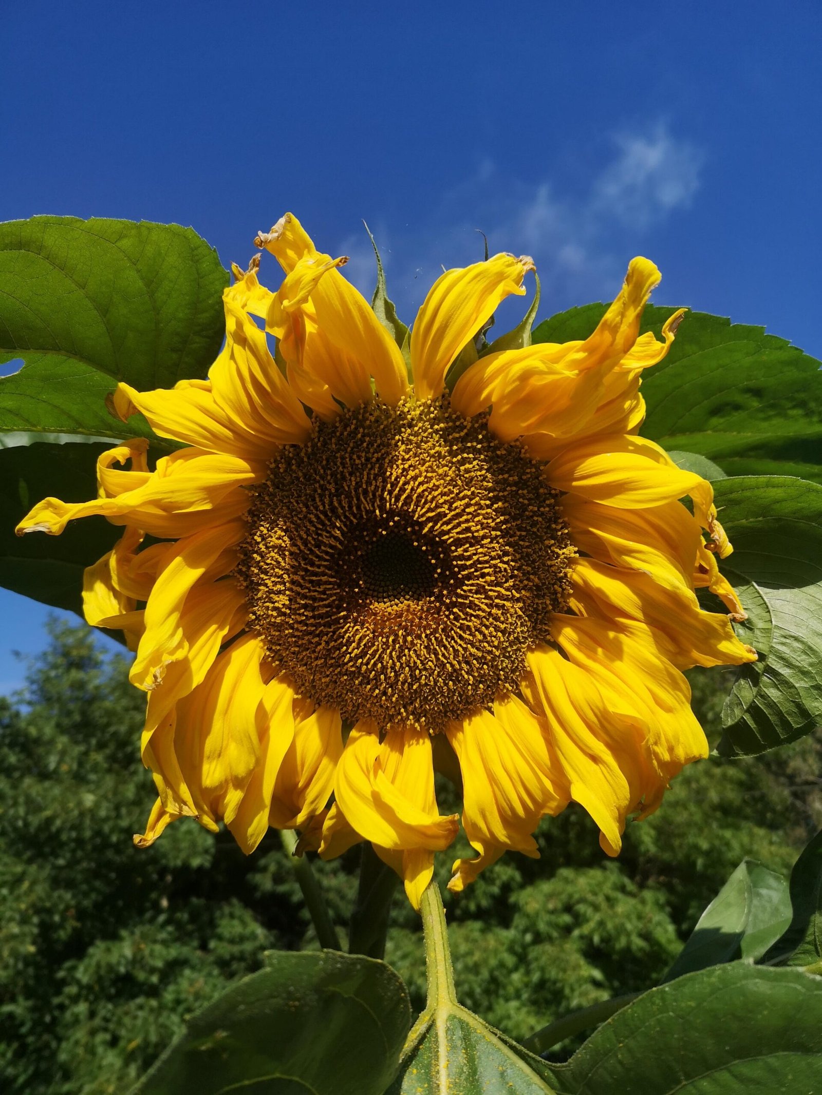 A sunflower