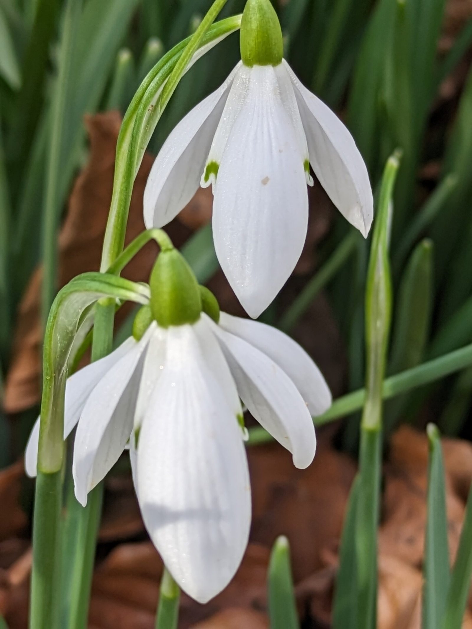 Snowdrops in spring