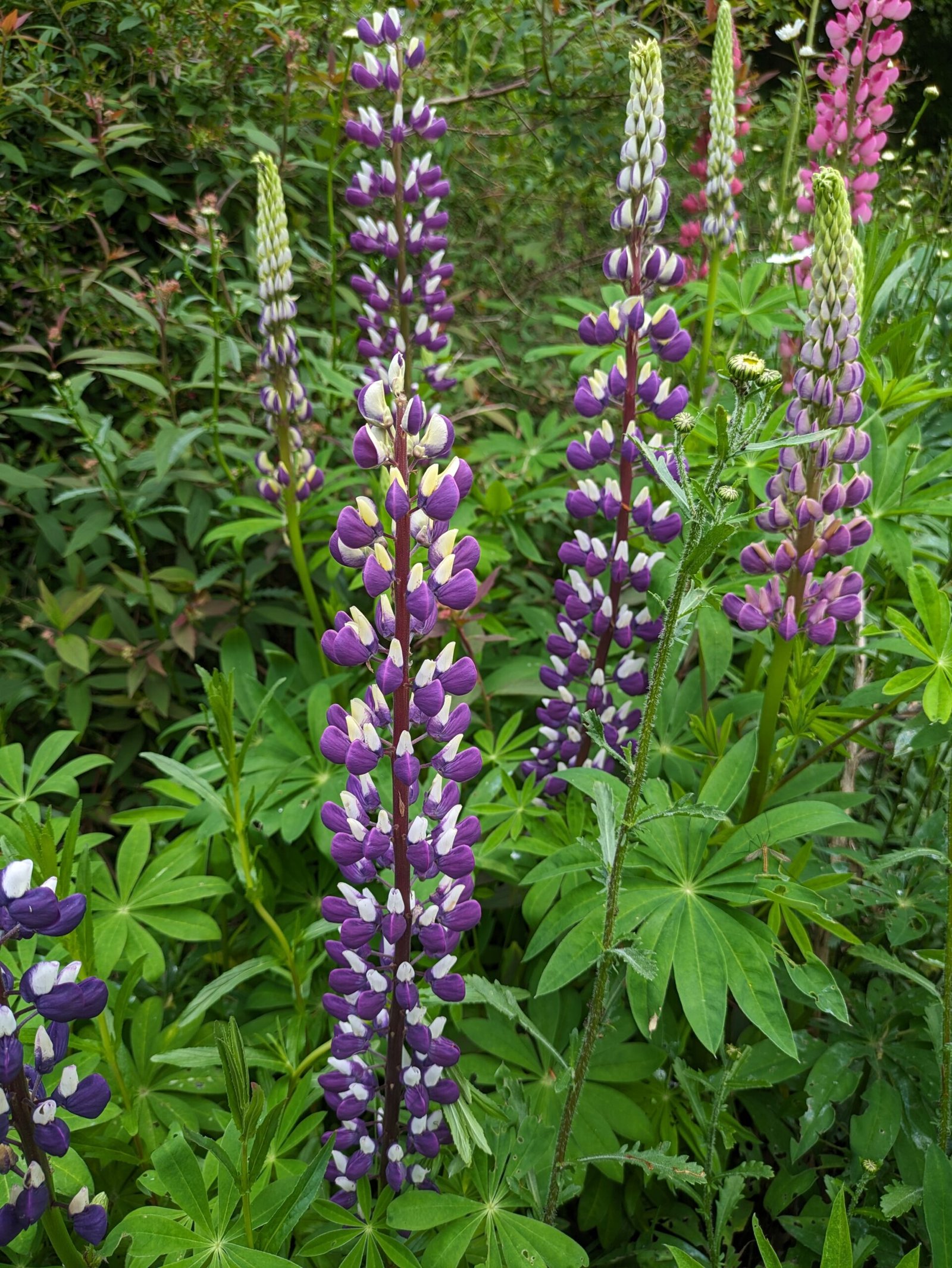 Lupins flowering