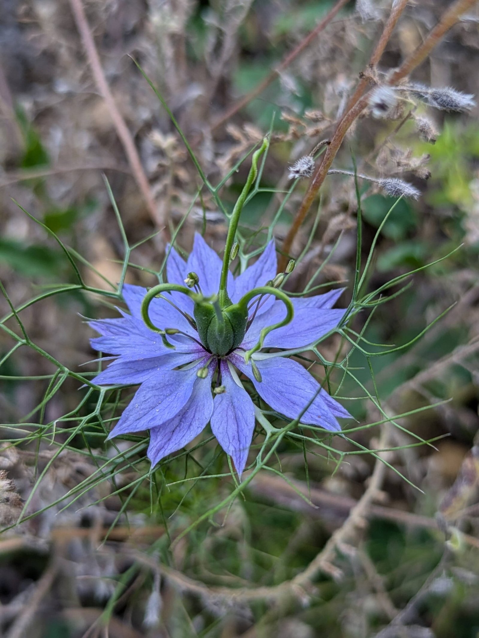 Love-in-a-mist flower