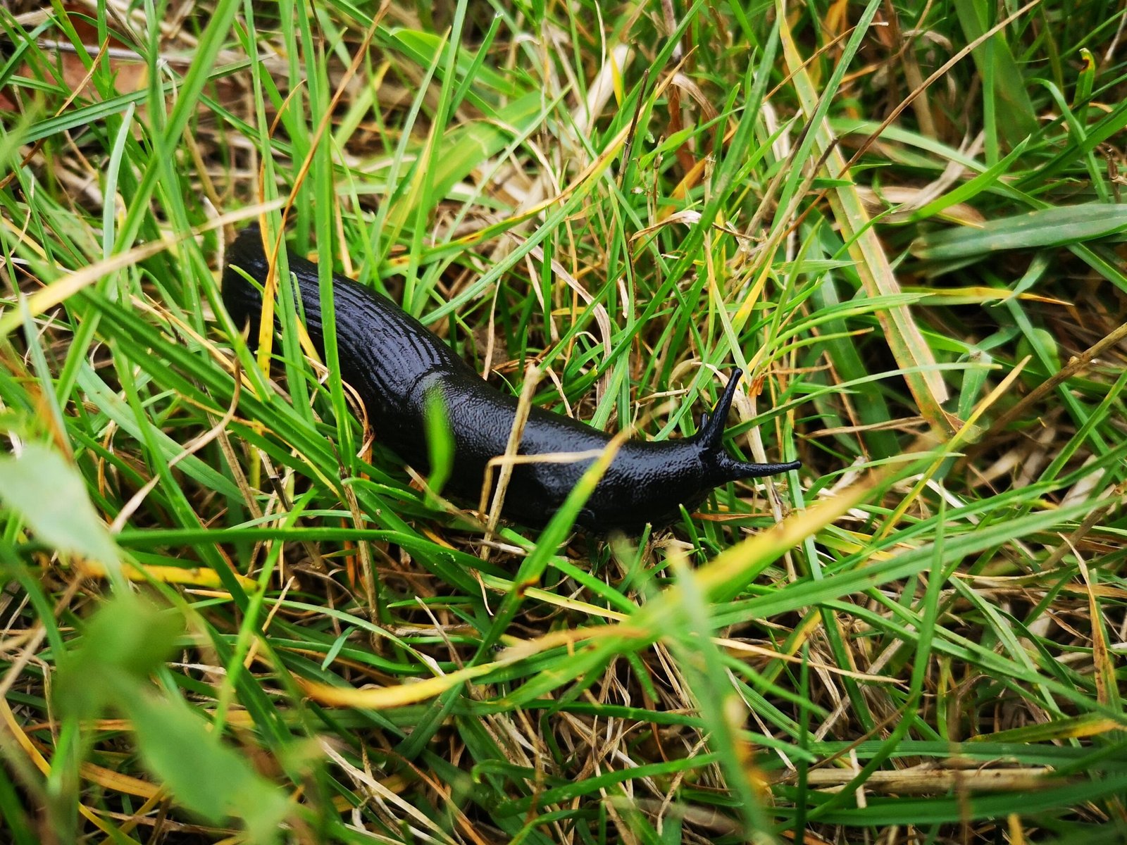 A slug slithering through the grass