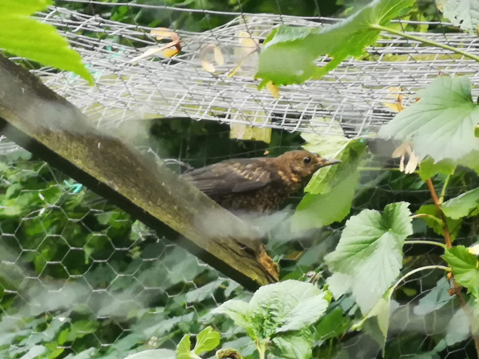 A blackbird that made it through a hole in the fruit cage to eat berries