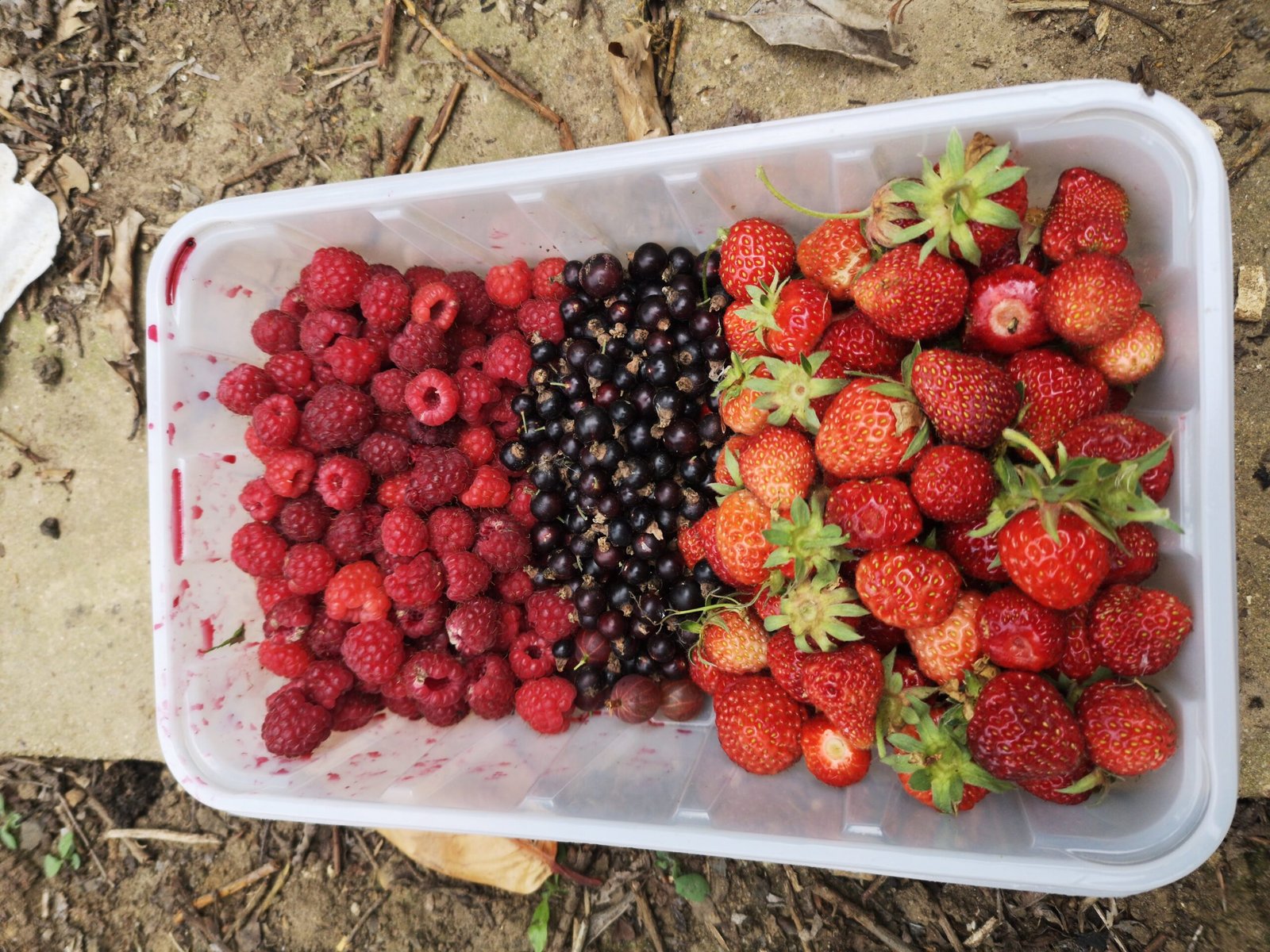 Harvested raspberries, blackcurrants, and strawberries