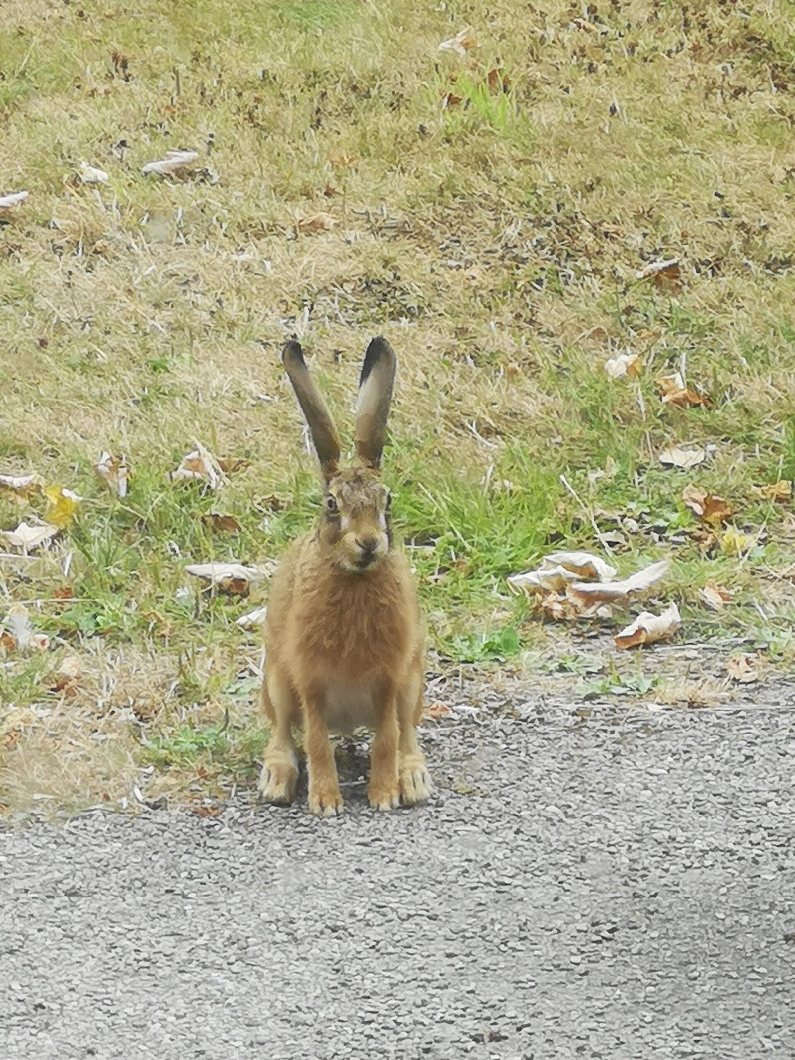 A hare visiting the front garden