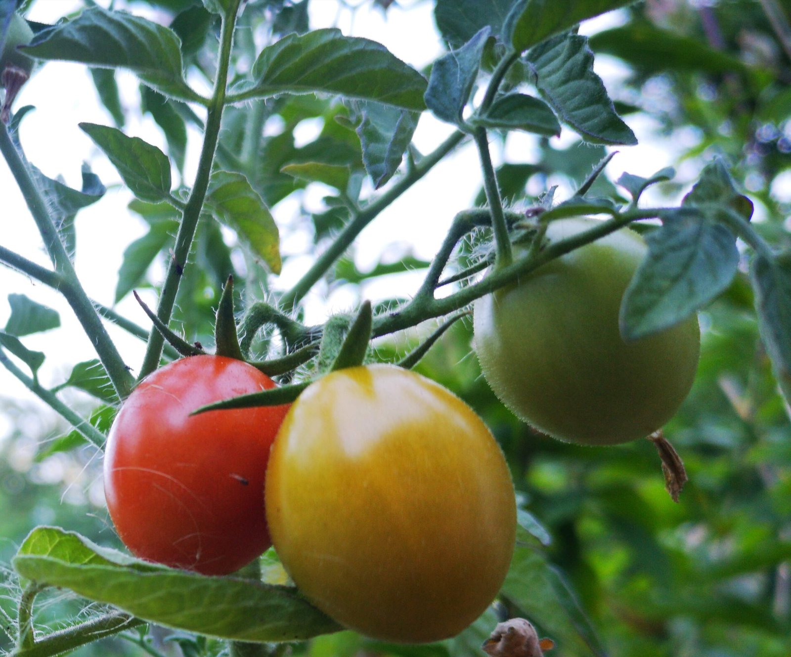 Tomatoes ripening on the vine