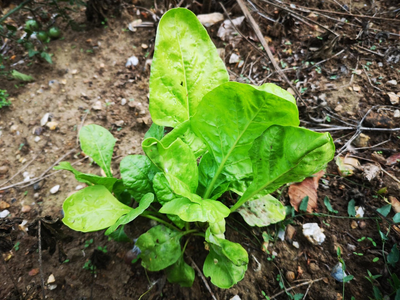 Salad leaves growing in the garden