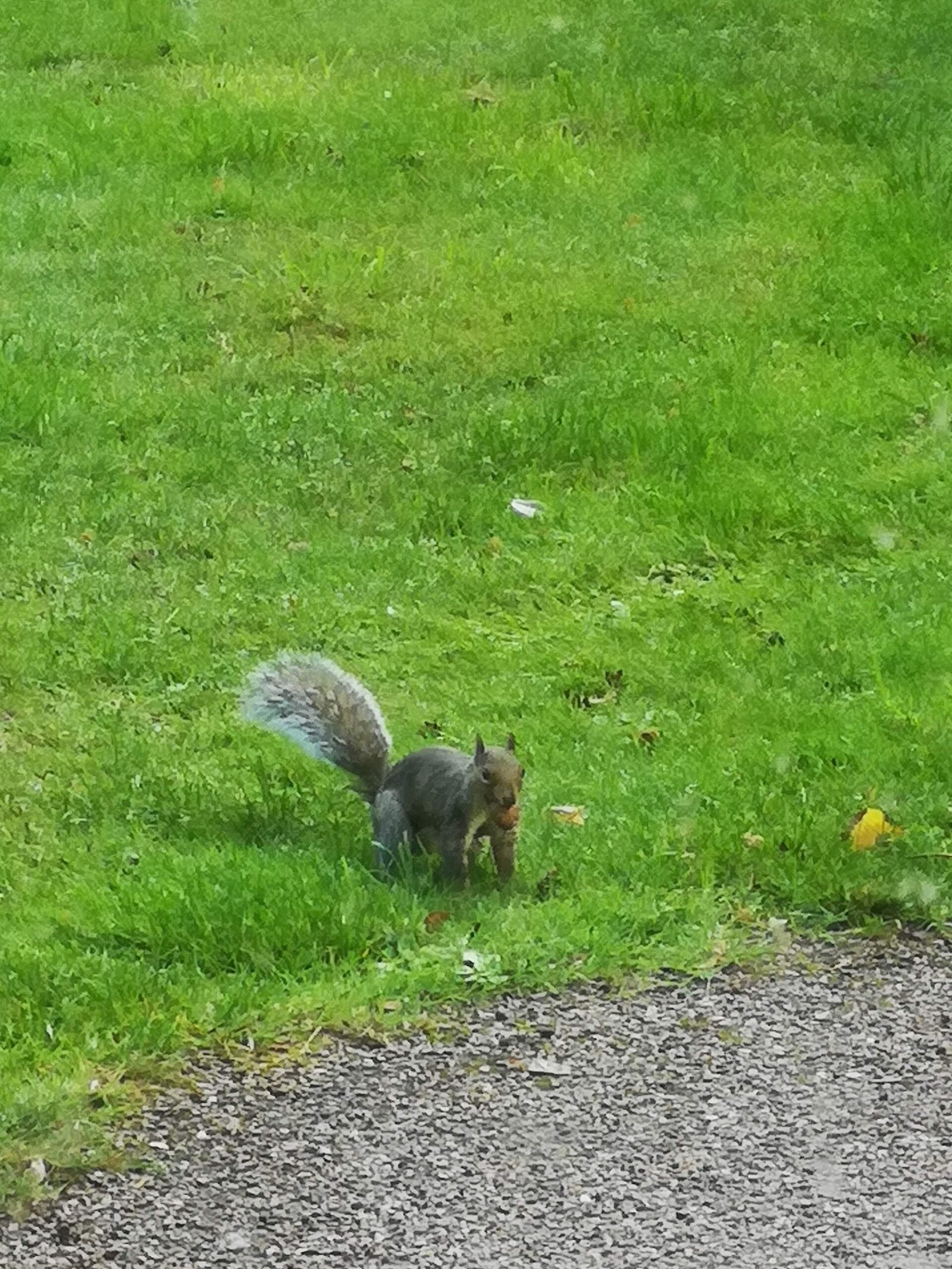 A squirrel looking to bury a walnut.