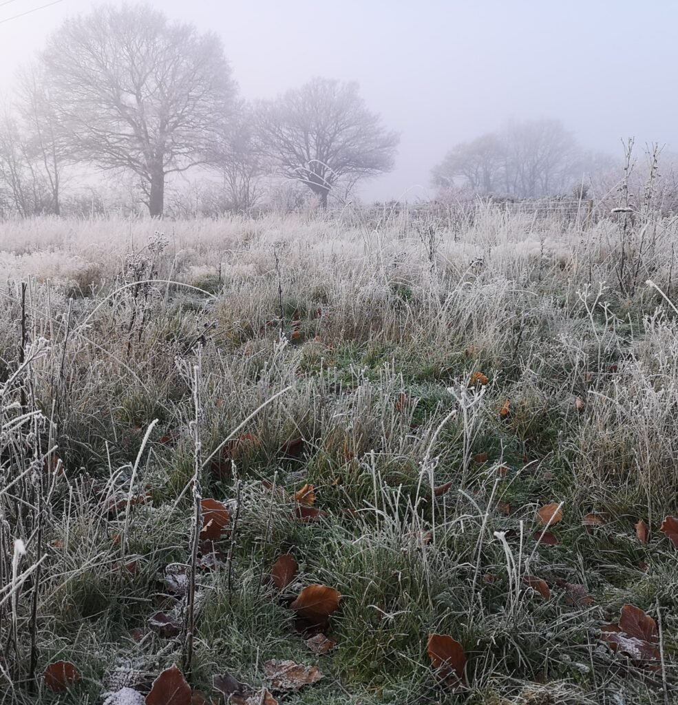 Gardening in the Cold