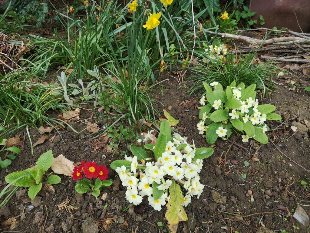 Beginner Plants: Native Flowers