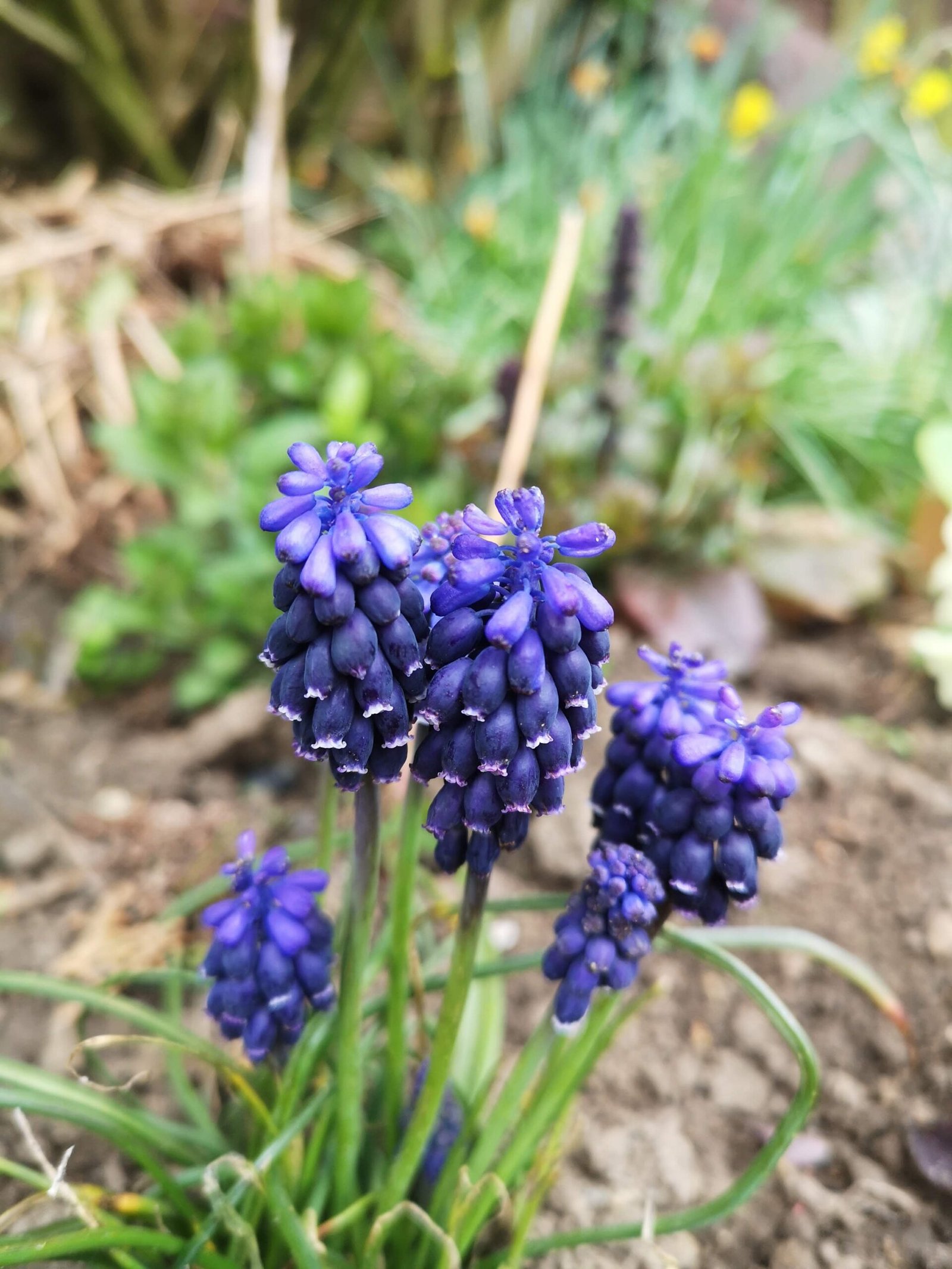 IMG_20230423_111709 Grape hyacinth flowers