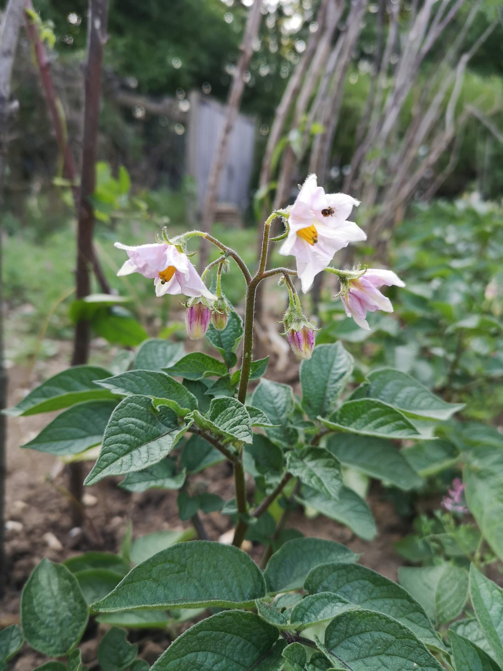 A potato plant in flower