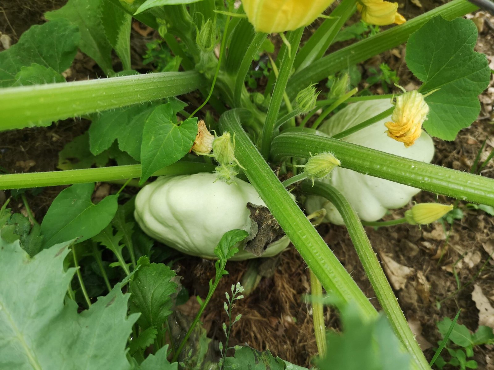 Patty Pan, a variety of summer squash, on the vine