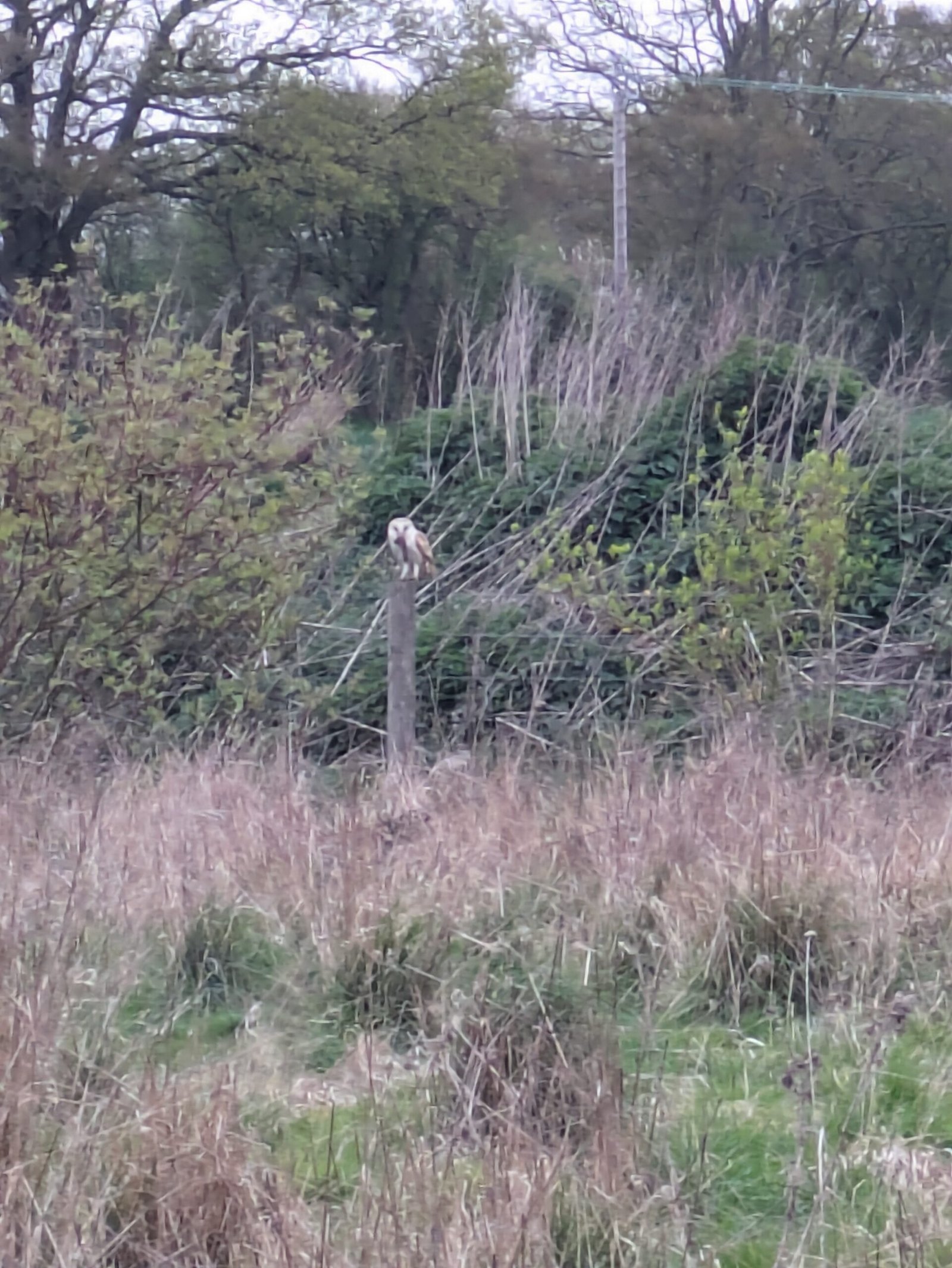 A barn owl with a fresh kill