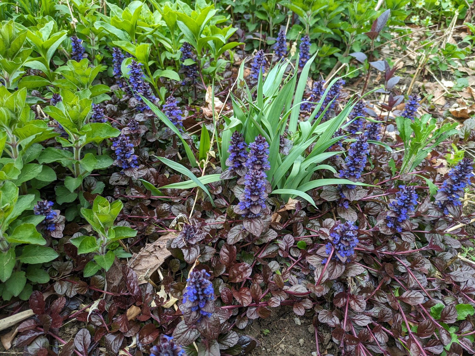 PXL_20240425_170033453 My 'ground cover' bugle flowering