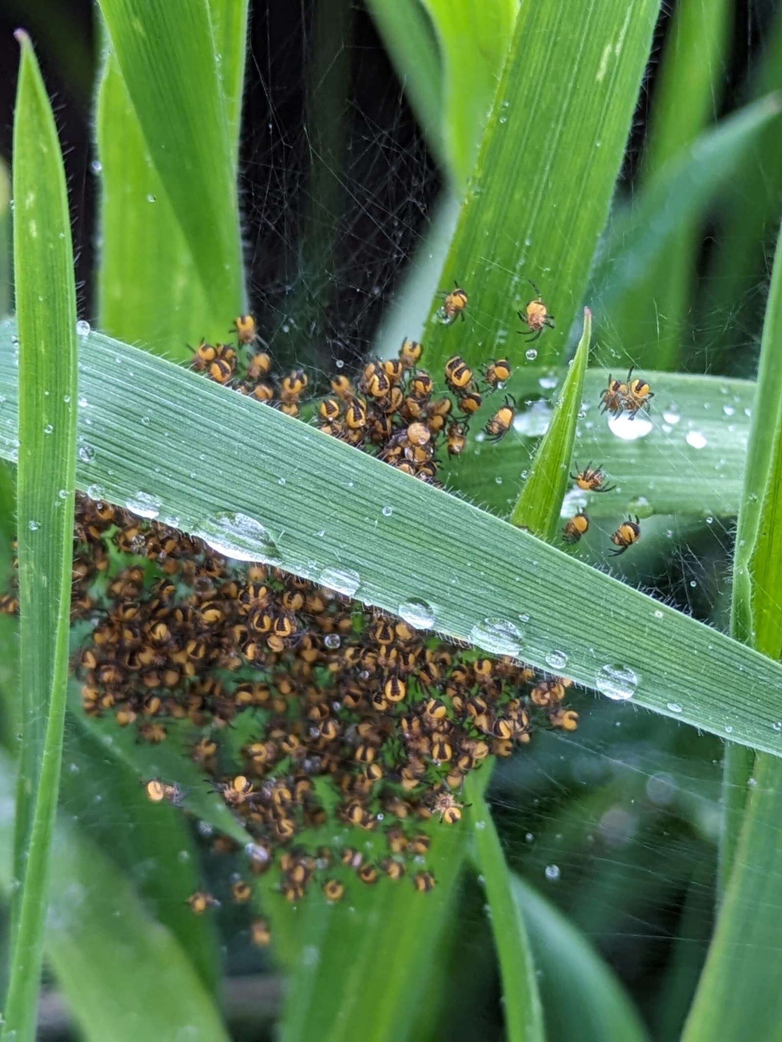 Nest of orb-weaver spiderlings