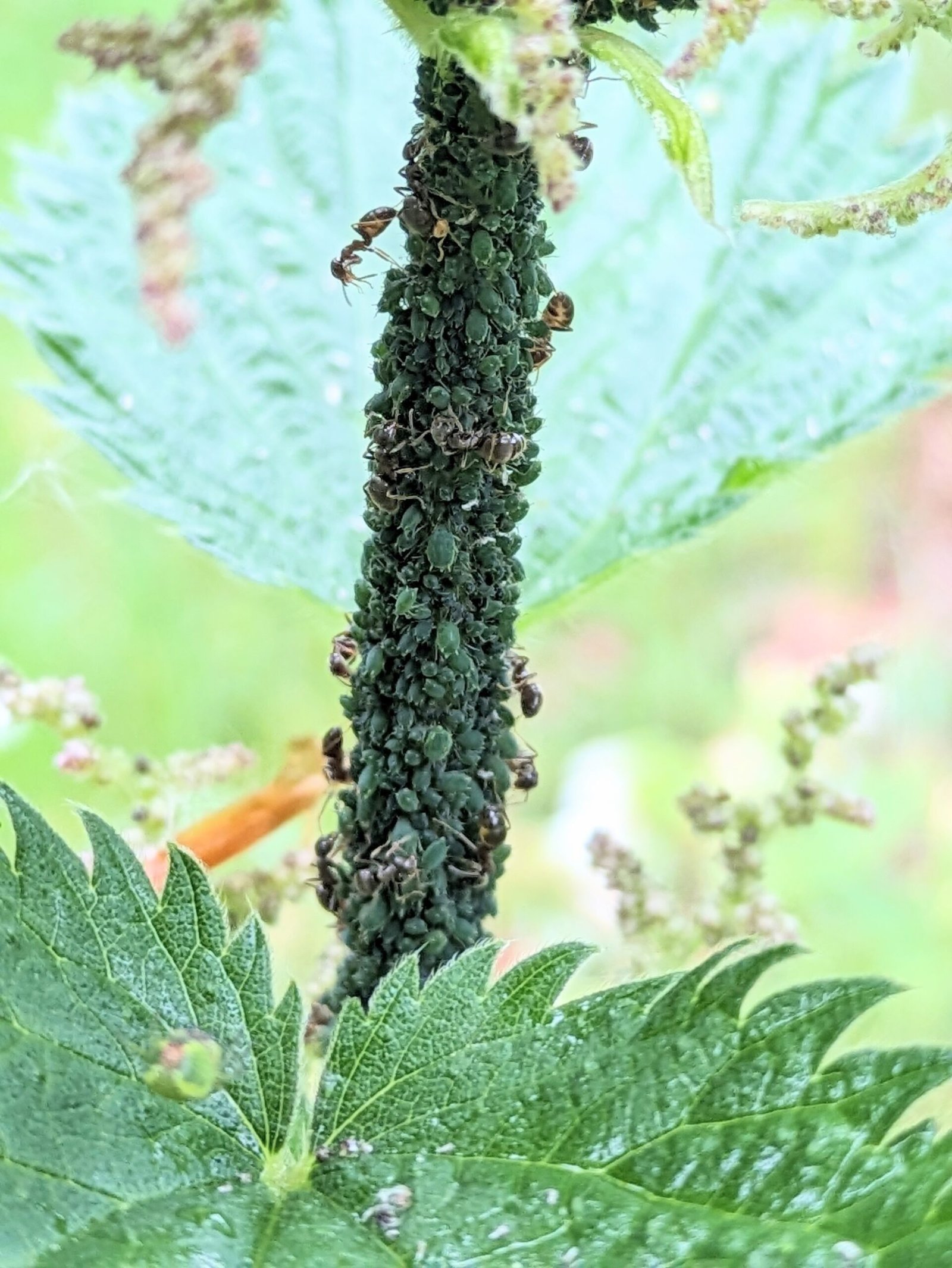 Ants farming hundreds of green aphids