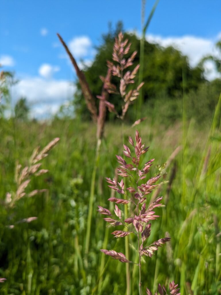 A Natural Gardening Journey: An Intro