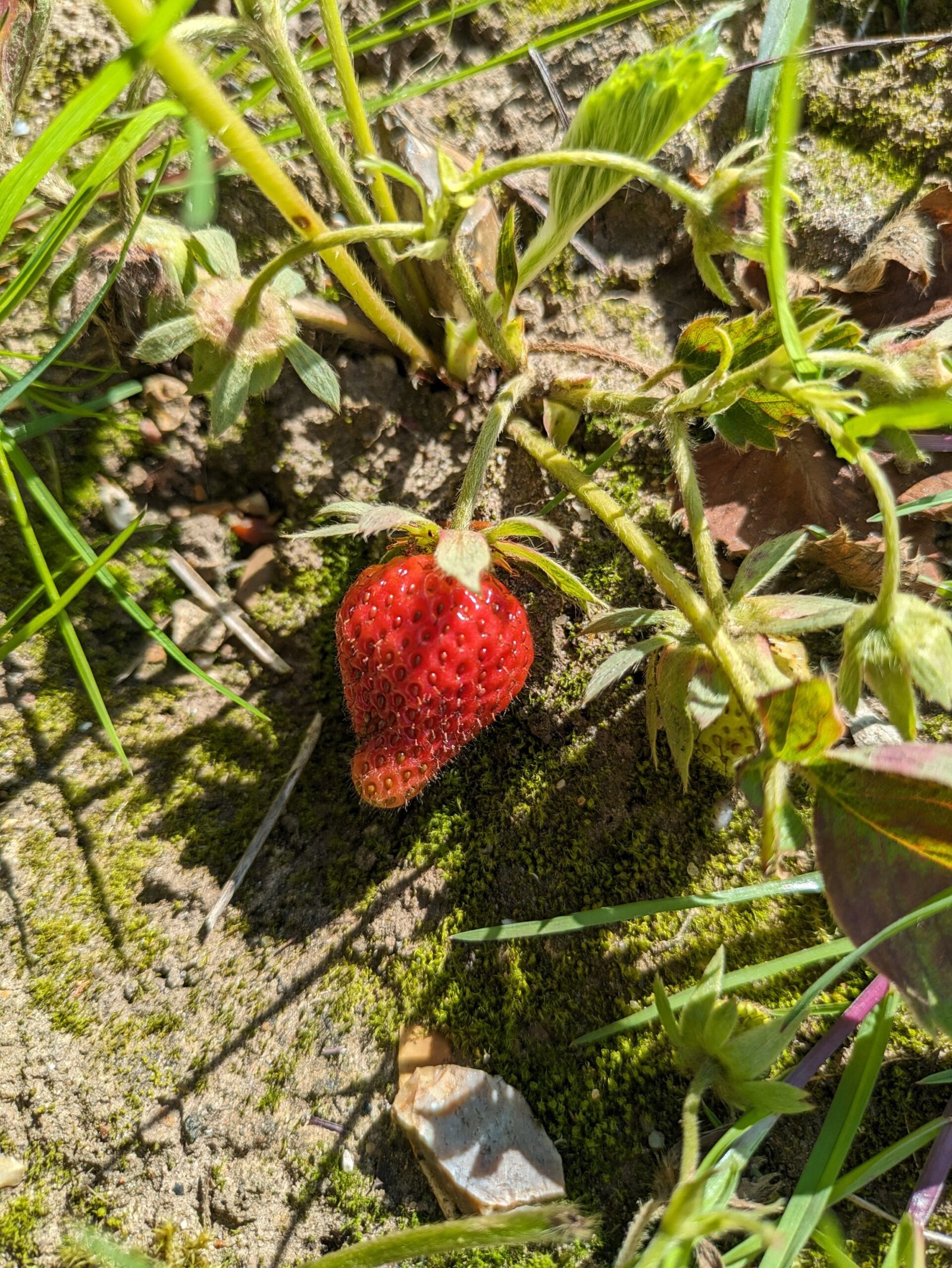 A strawberry growing on the plant