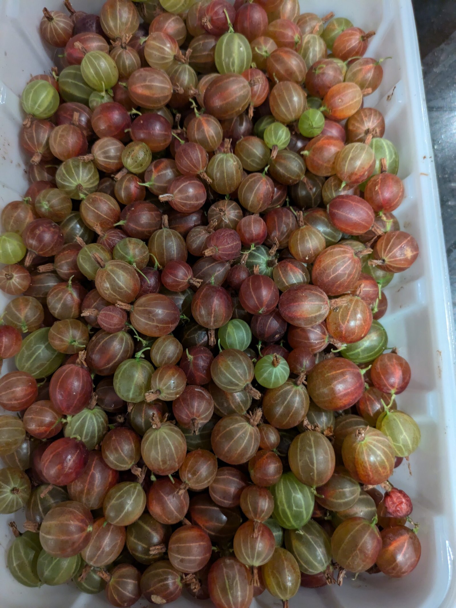 Harvested gooseberries