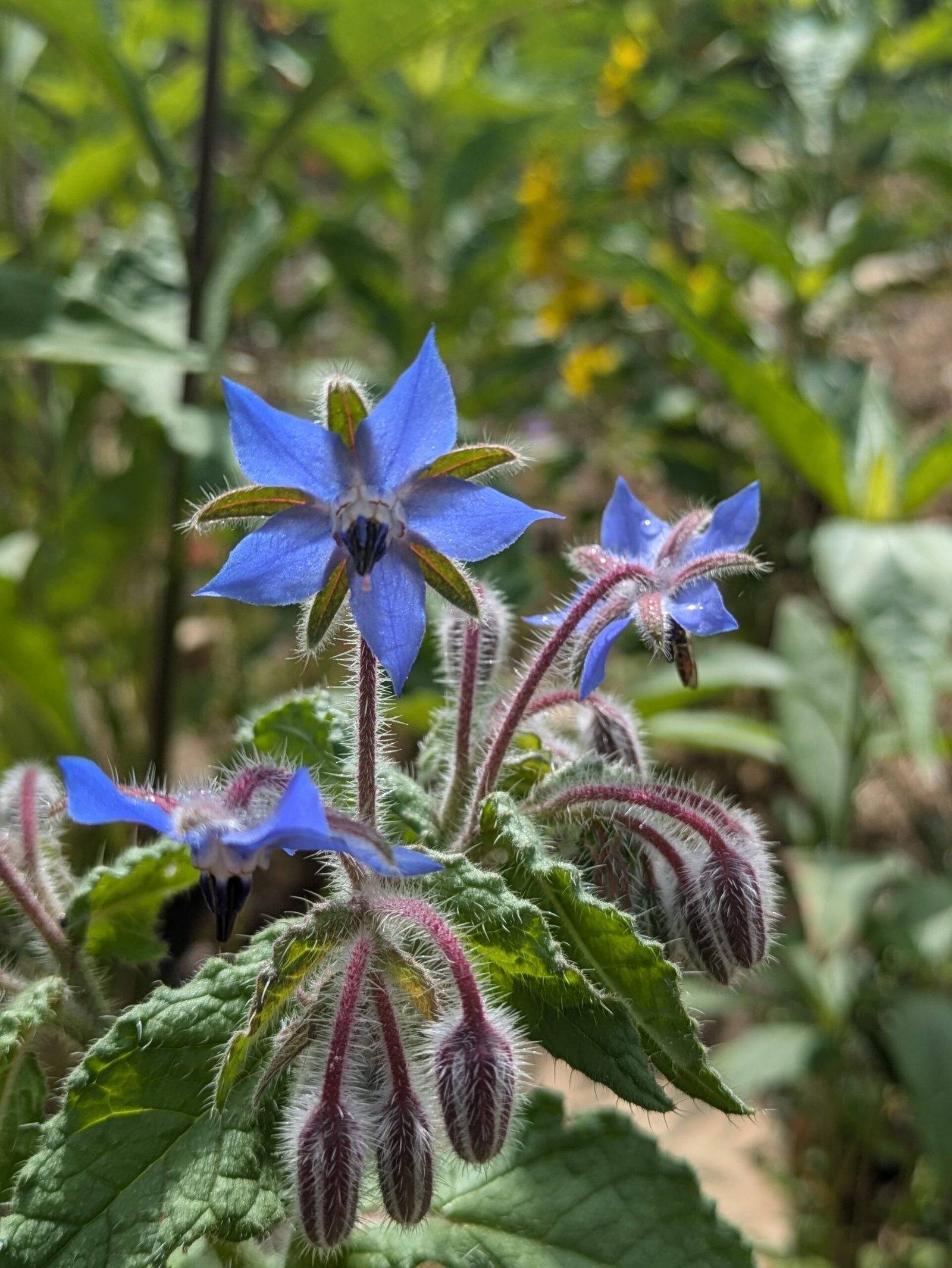 Borage flowers