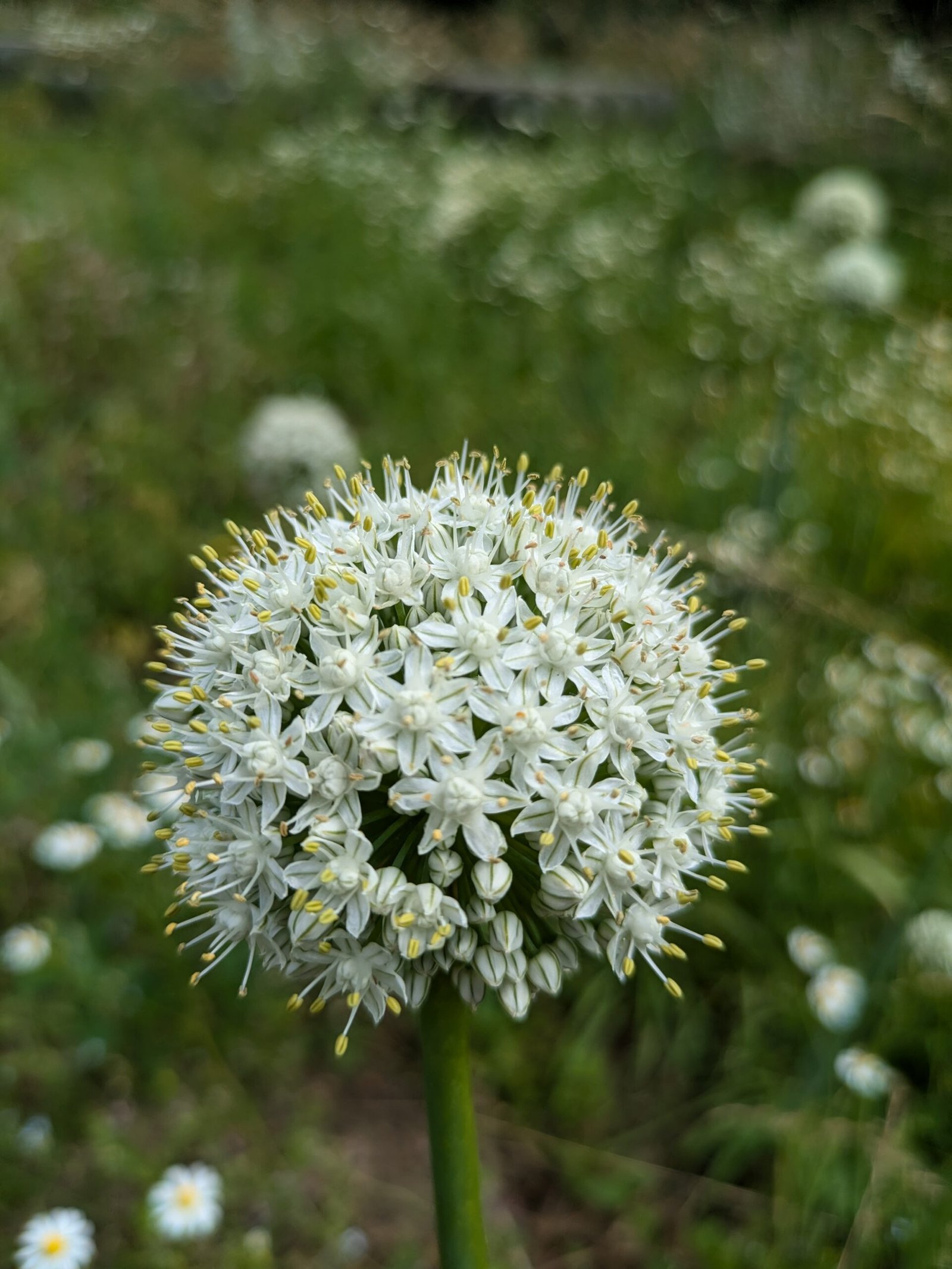 An onion flowering in its second year