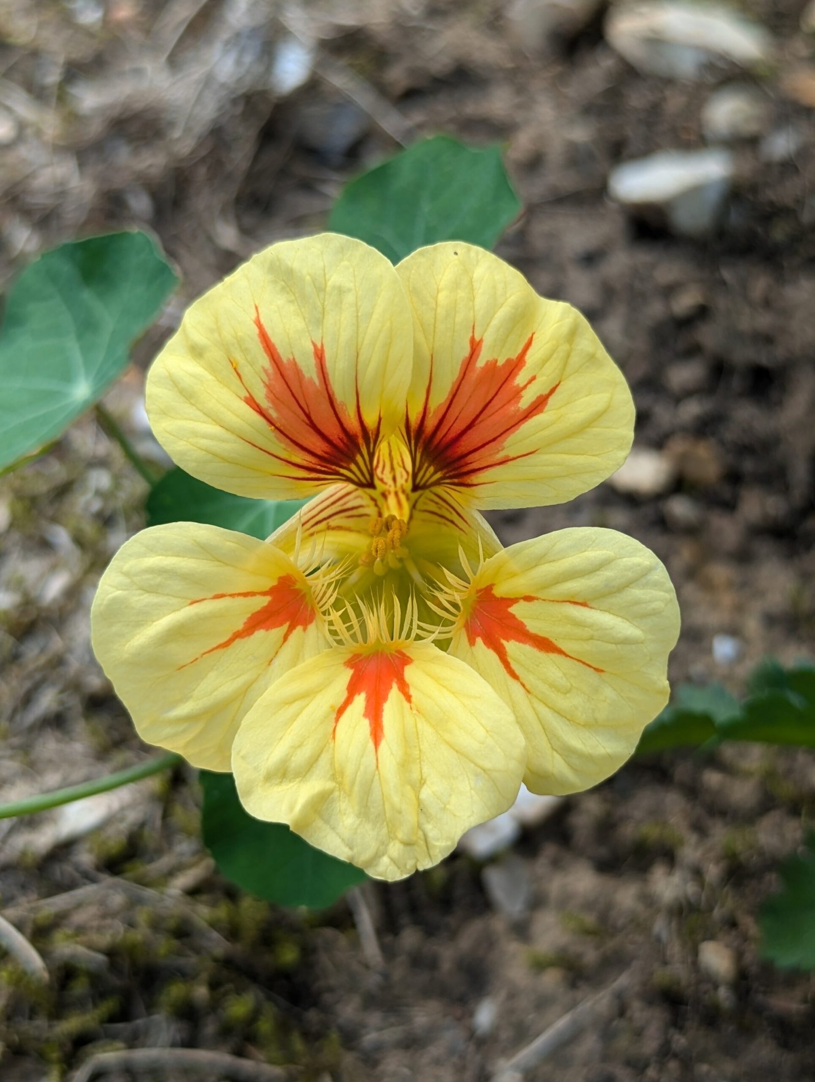 A nasturtium flower