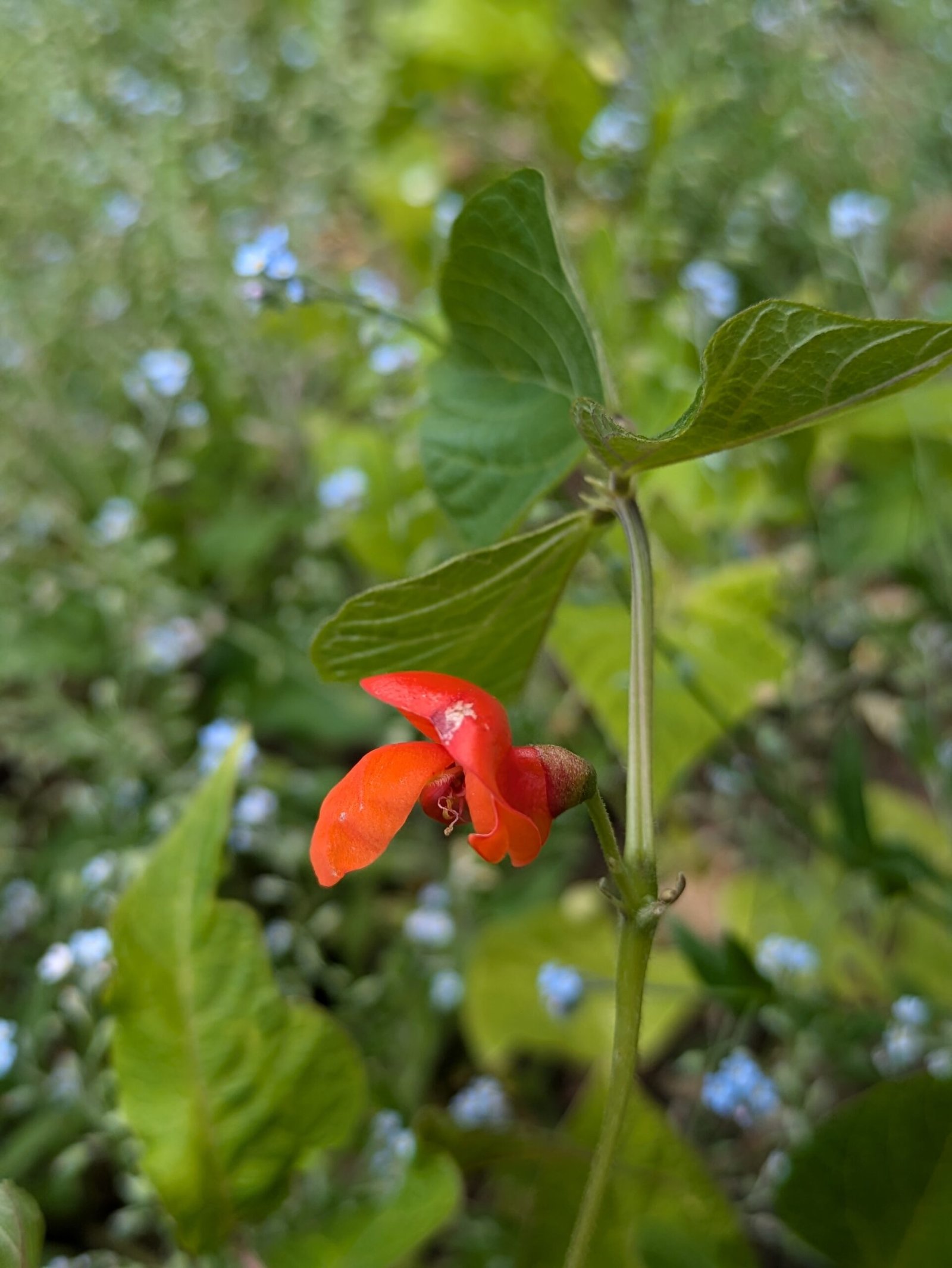 A flowering runner bean