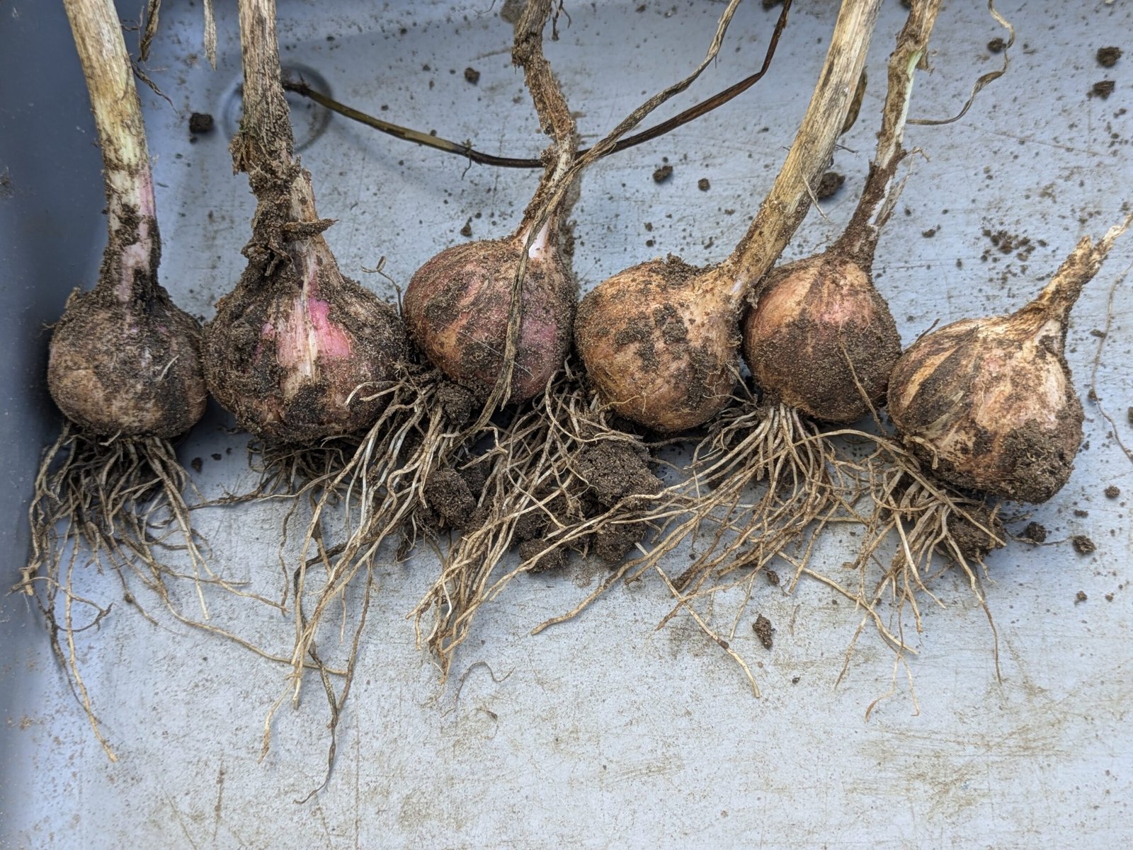 Harvested garlic