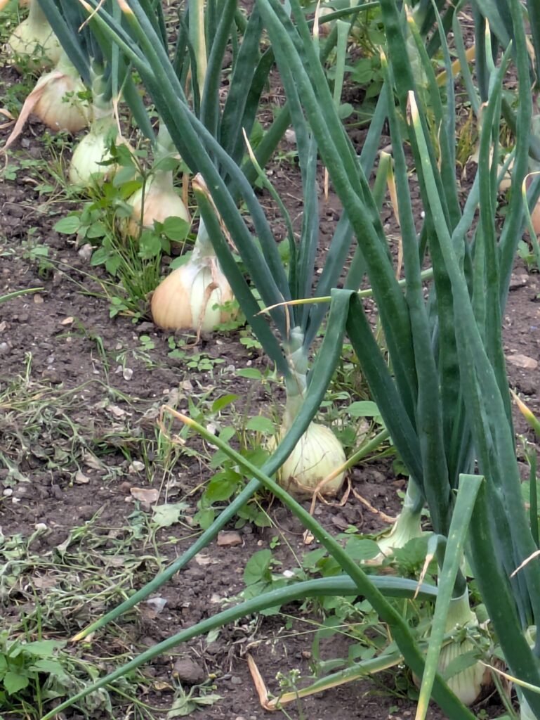 Beginner Plants: Onions and Root Vegetables