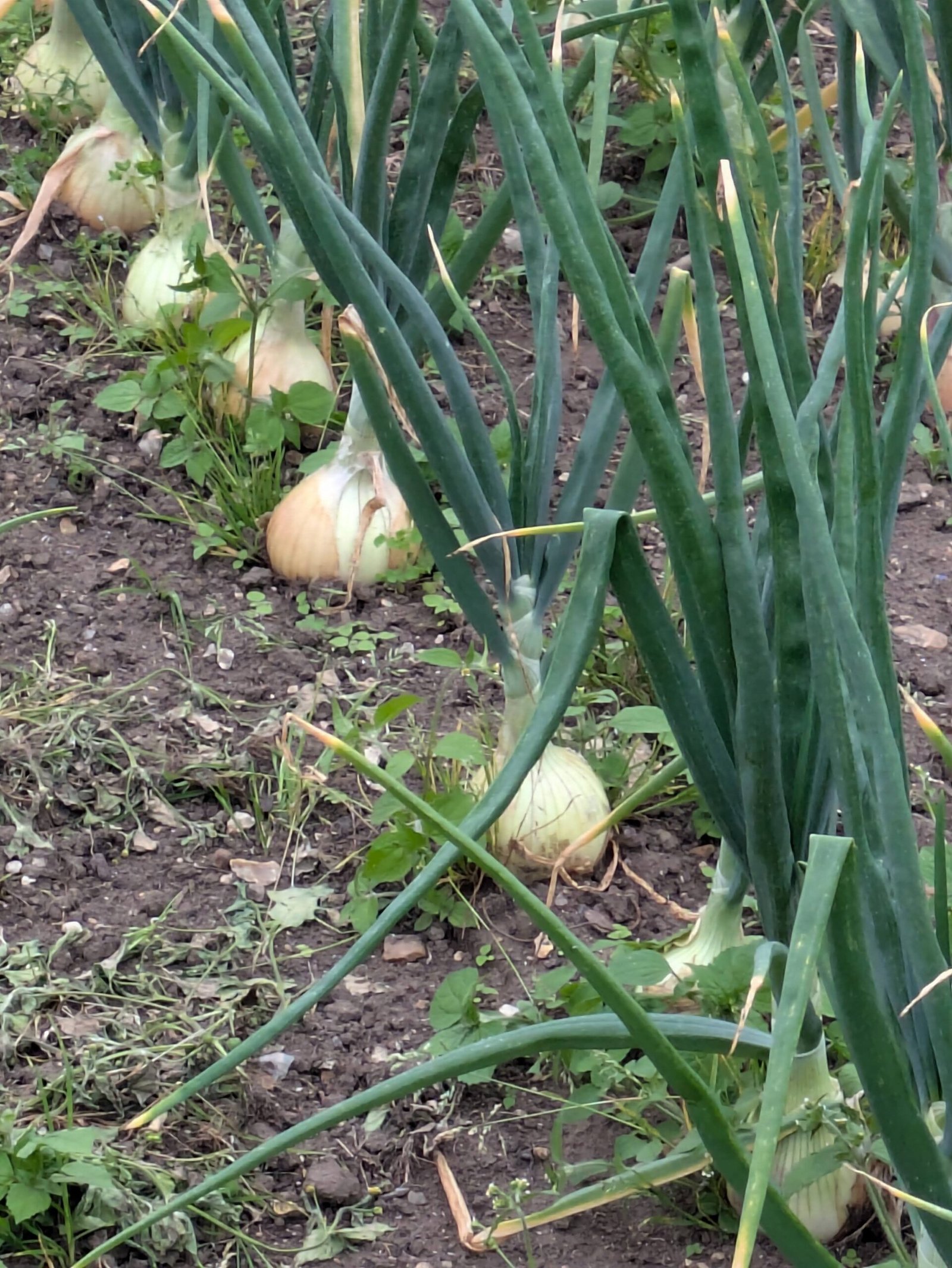 Onions ready to be harvested