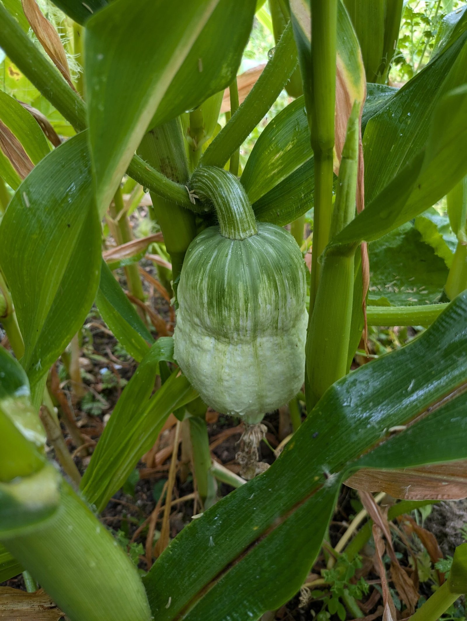 PXL_20240824_123700787 A blue hubbard squash growing up a corn plant