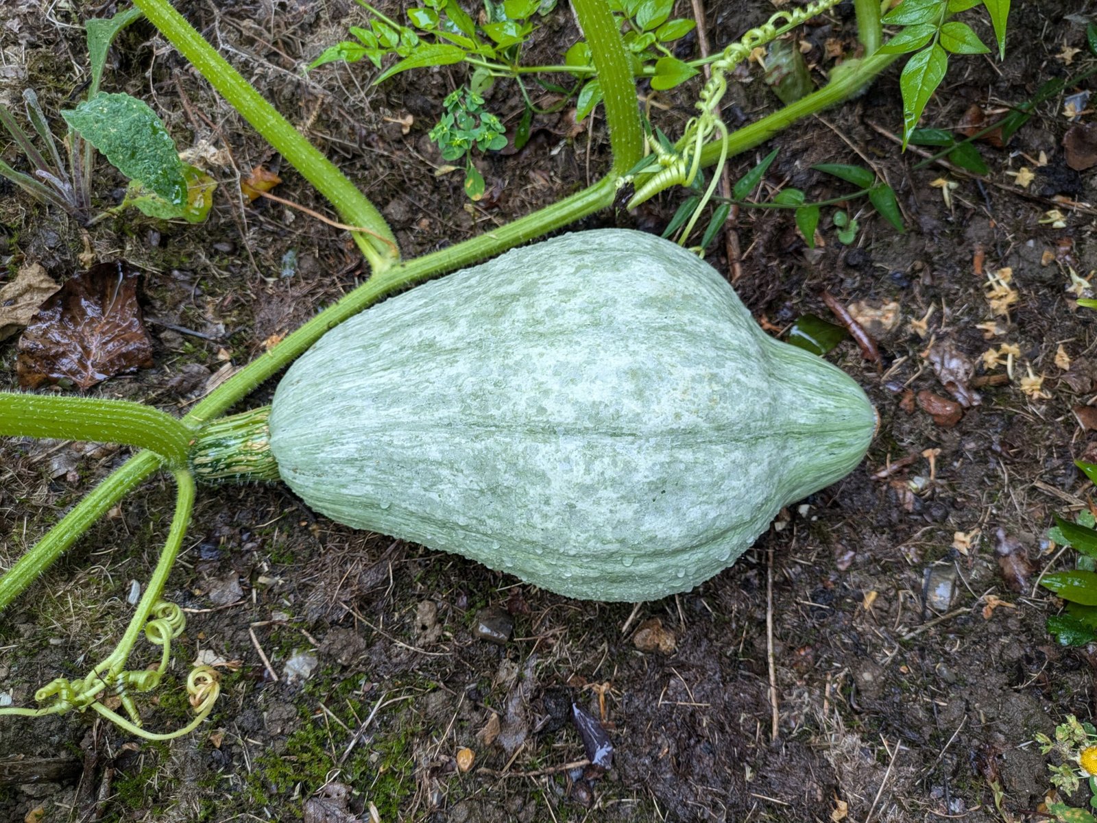 A blue hubbard squash