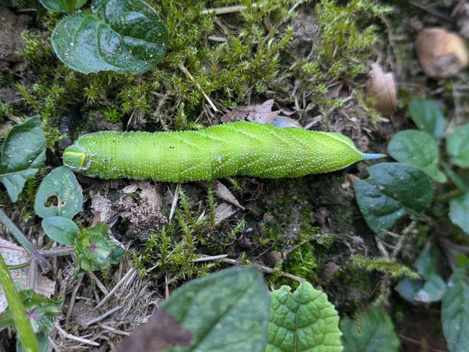 A caterpillar crawling along the ground