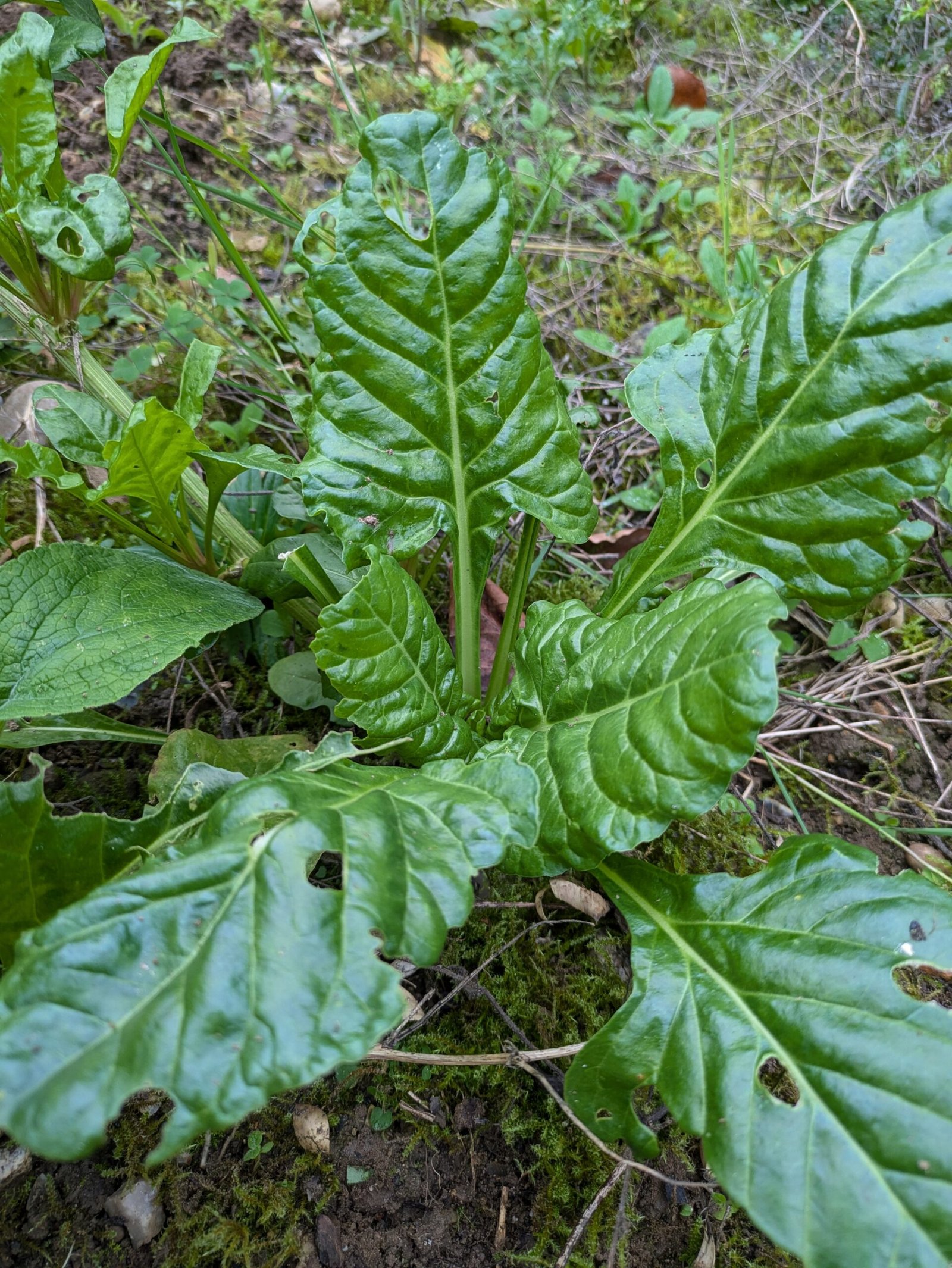 A spinach plant