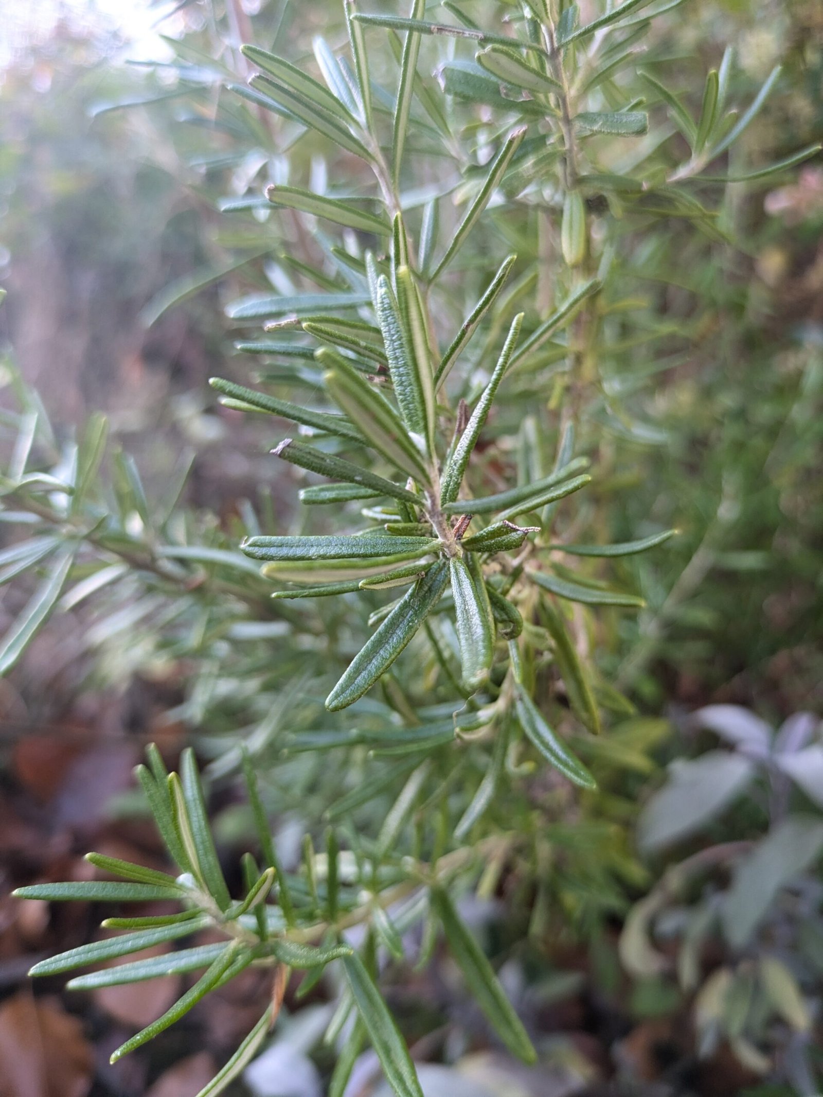 A rosemary plant