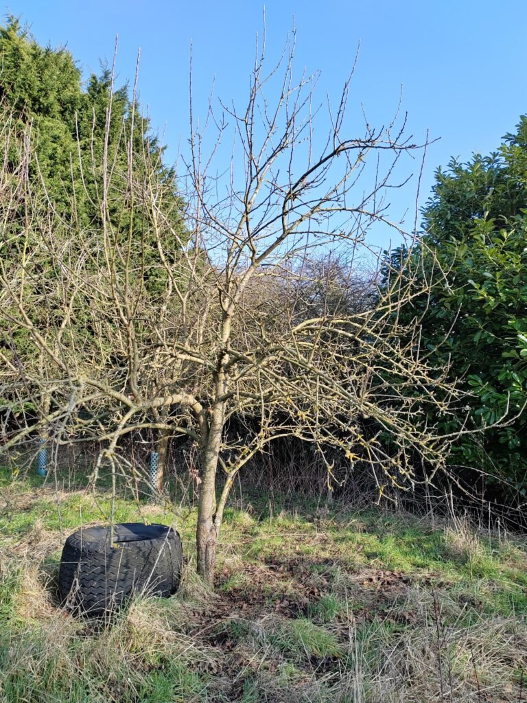 Pruning Apple Trees