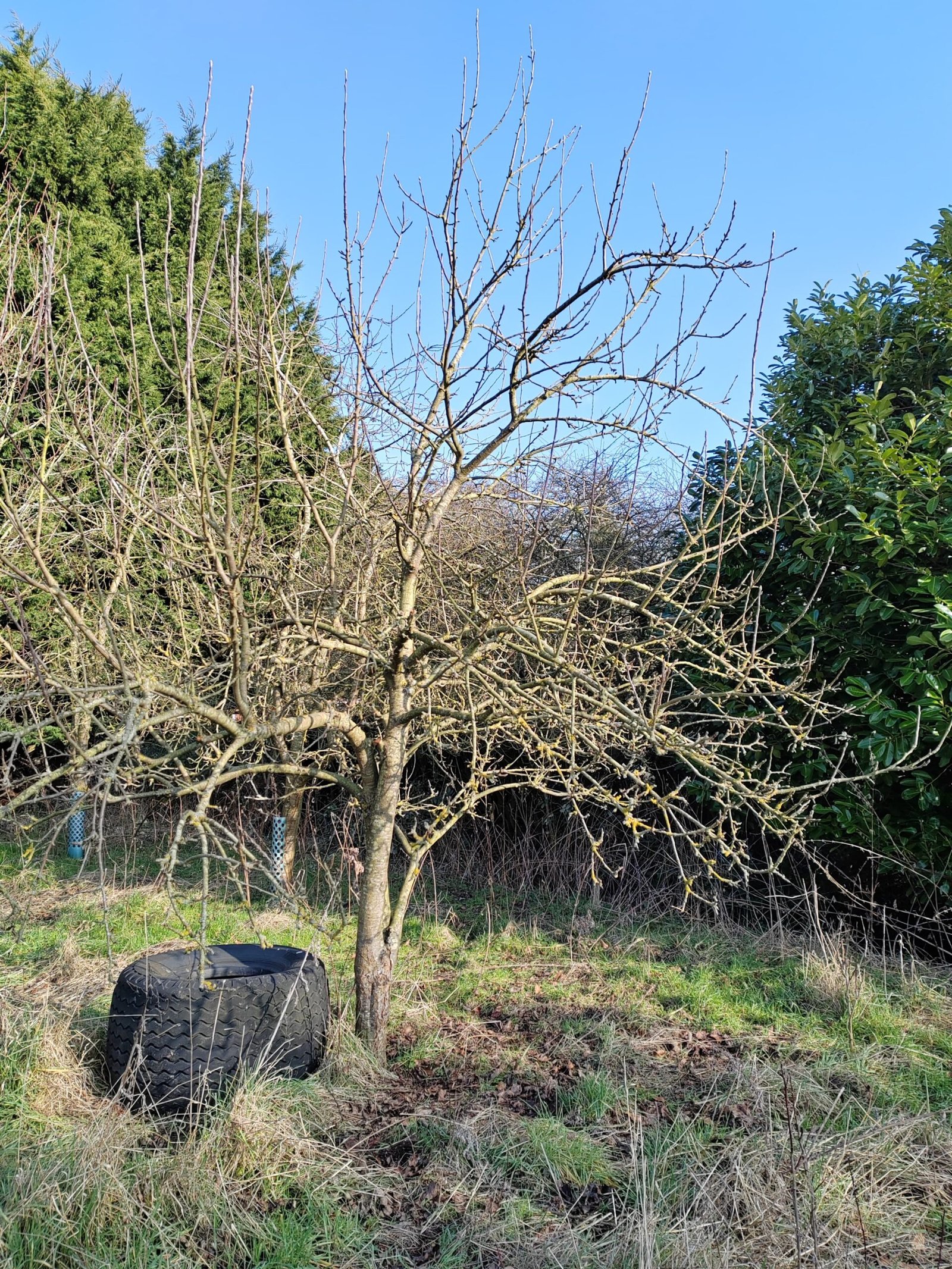 Apple tree after being pruned