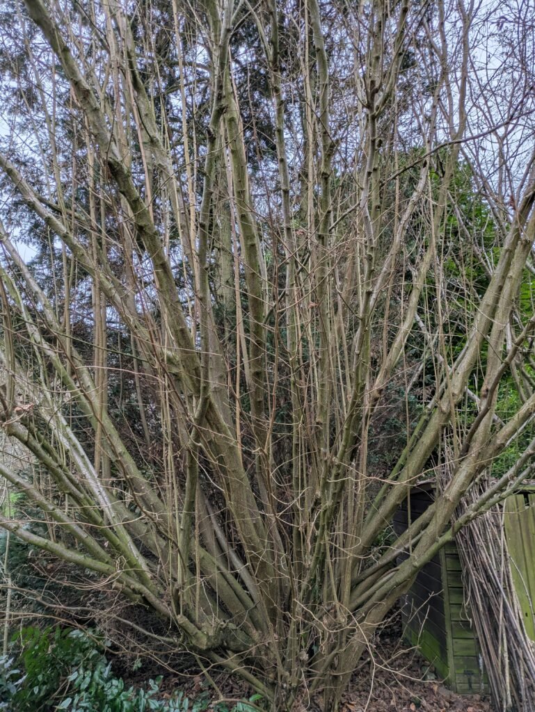 Coppicing Hazel Trees