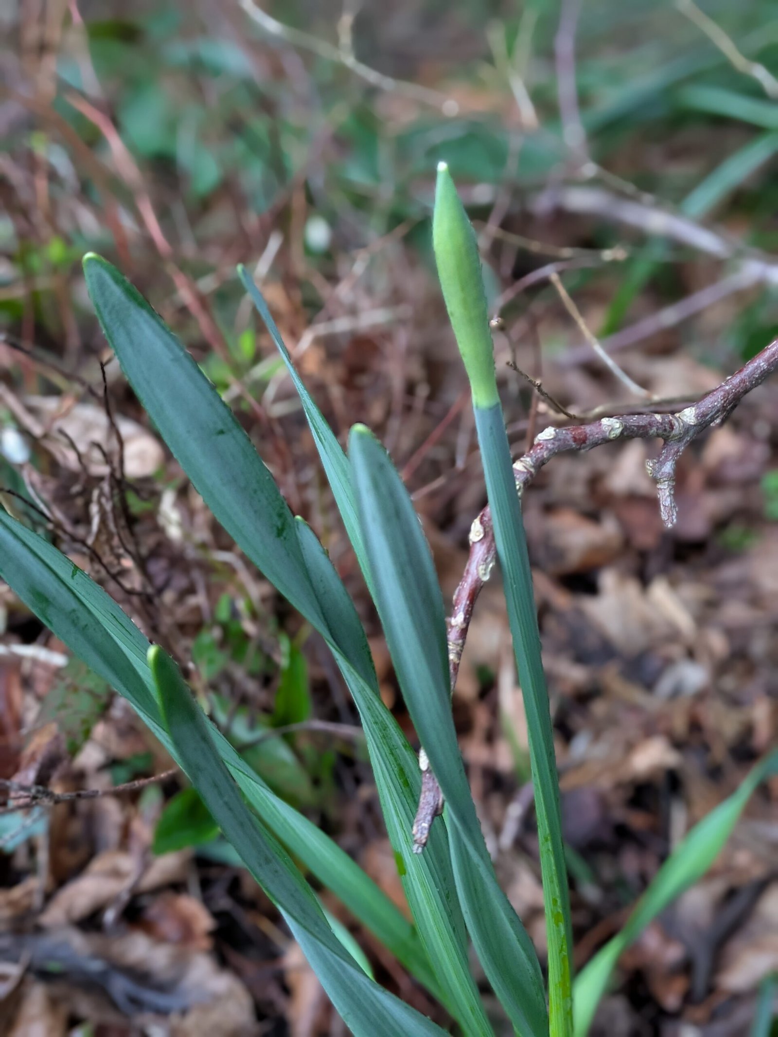 PXL_20250209_161106474.PORTRAIT Daffodils getting ready to flower in the coming months