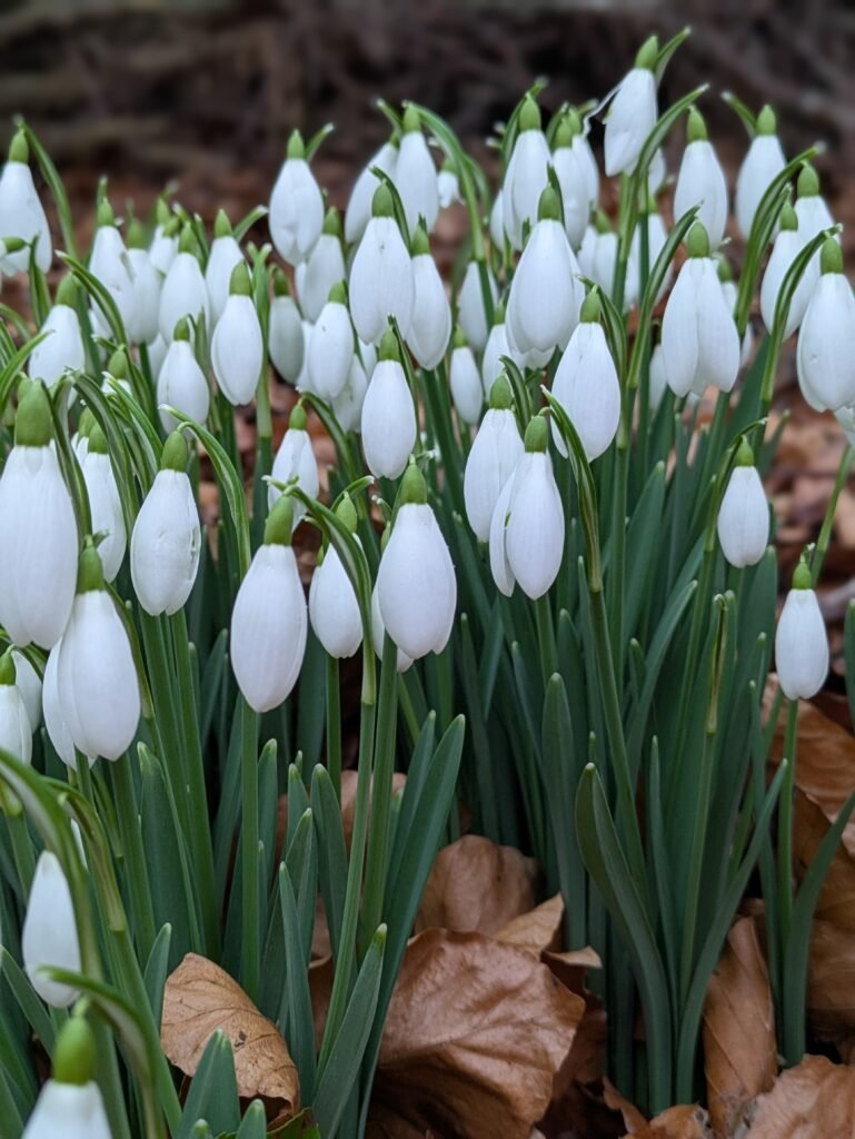 February in the Garden