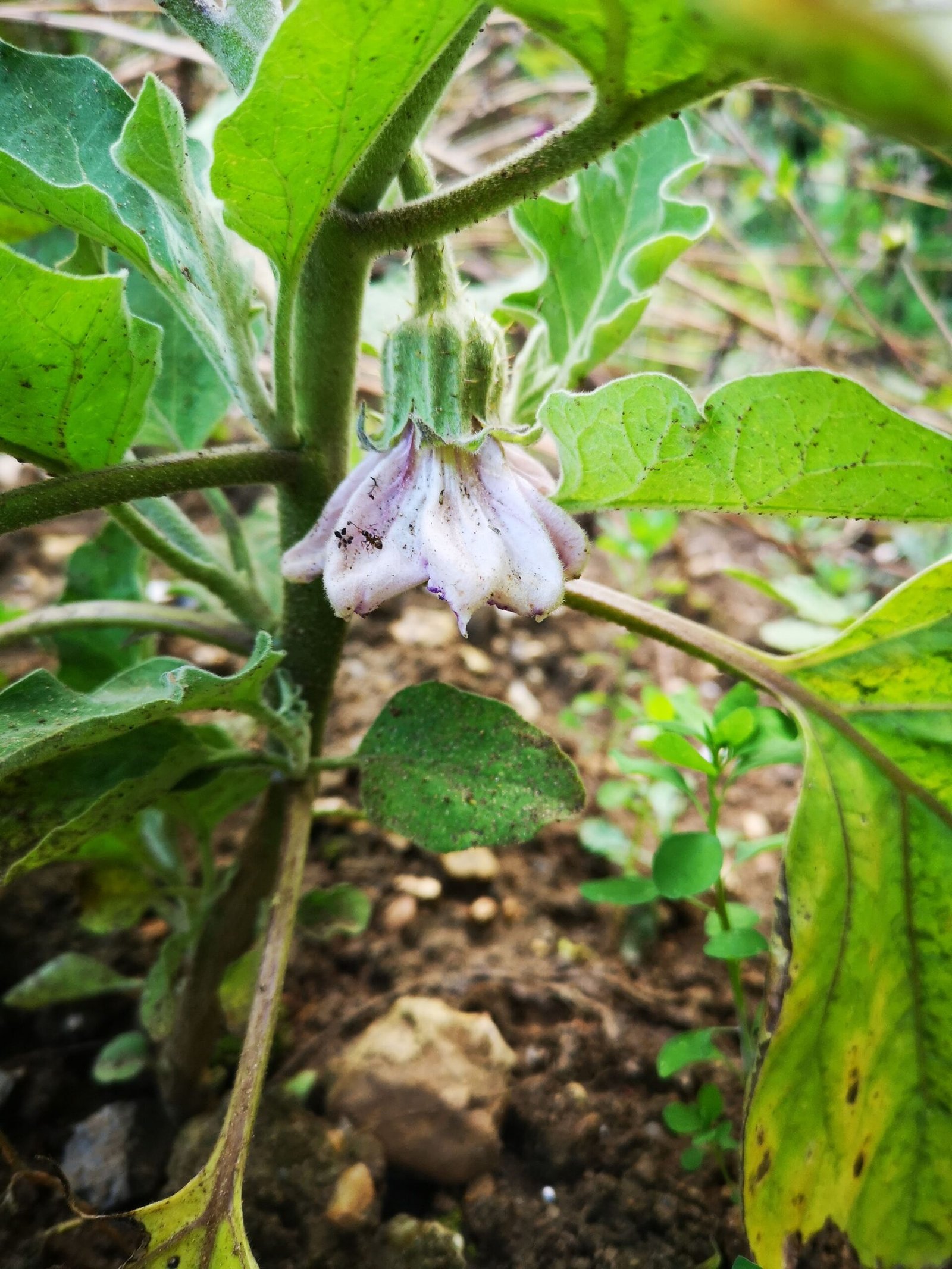 An aubergine flower on the plant