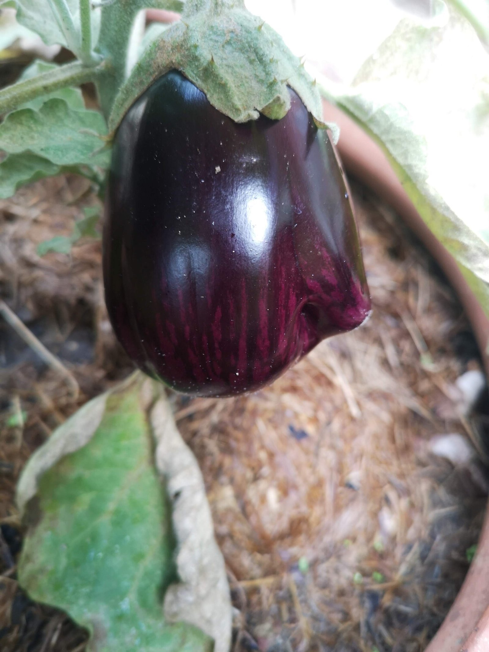 An aubergine growing on the plant