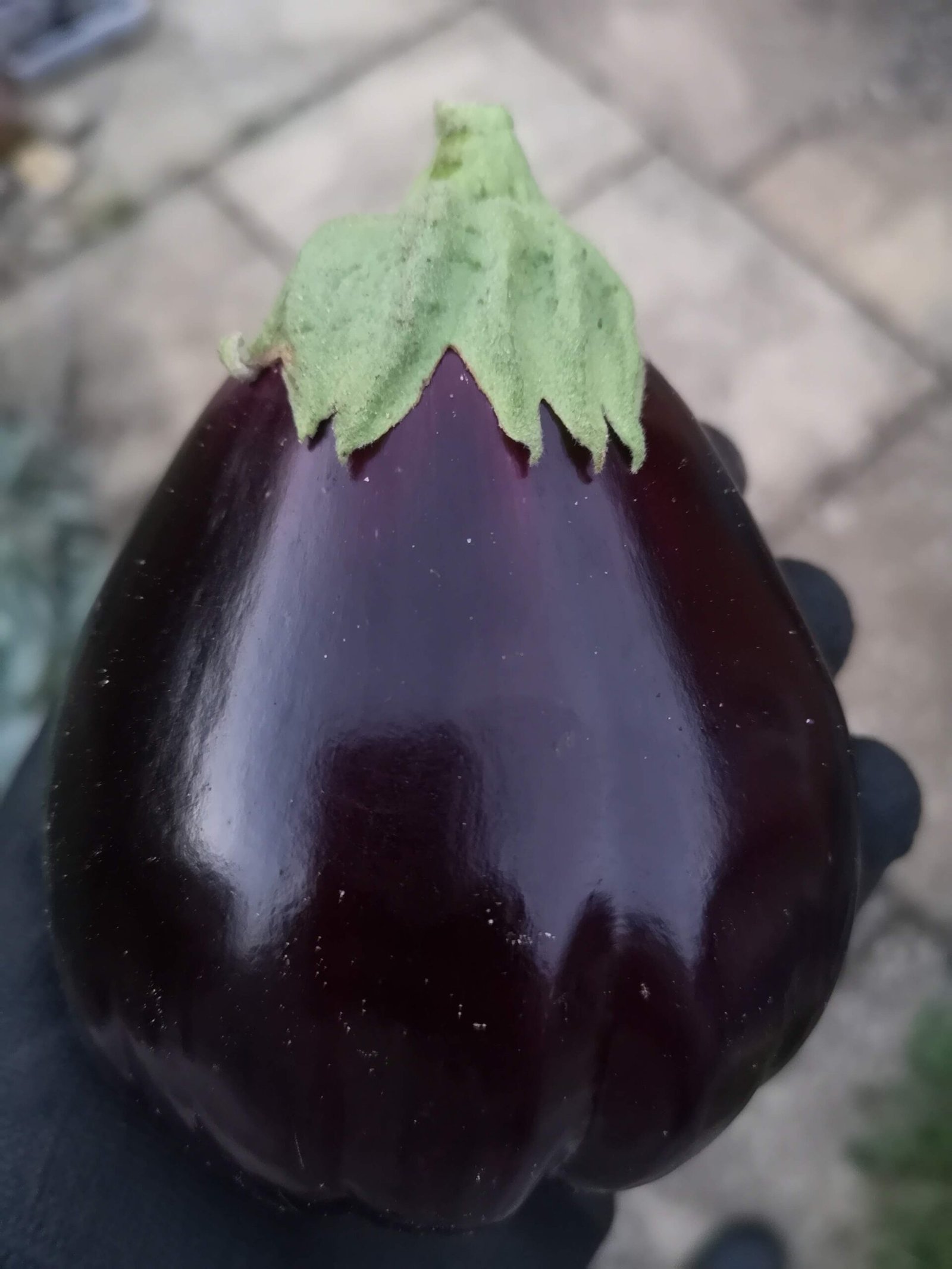 A harvested aubergine